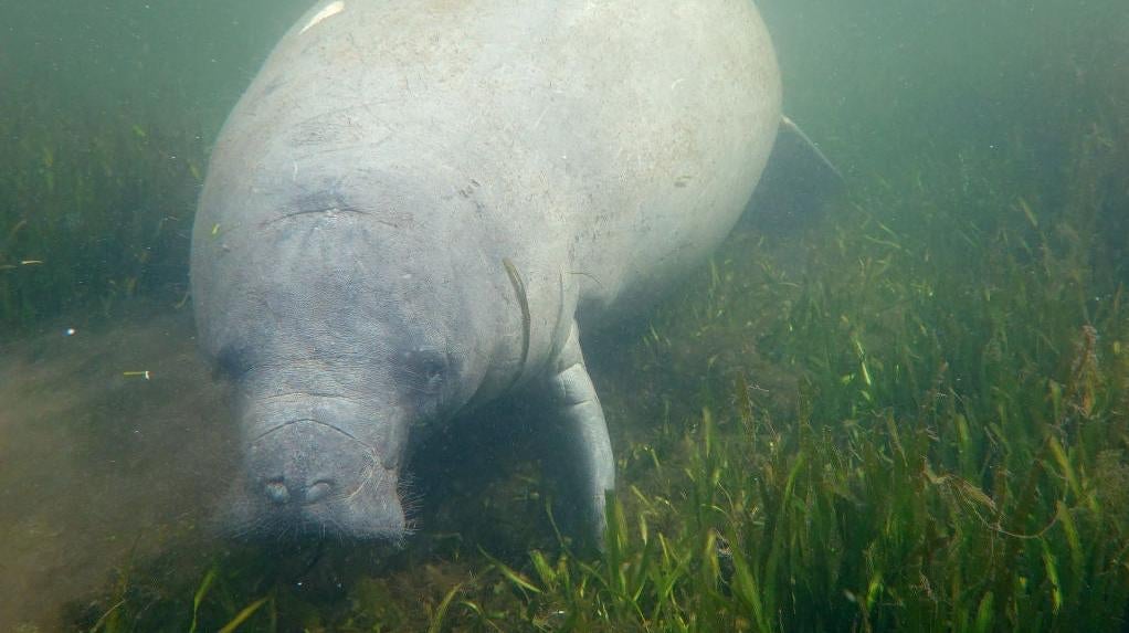 A manatee swims among seagrass in the Homosassa River on October 05, 2021 in Homosassa, Florida.  (Photo: Joe Raedle, Getty Images)