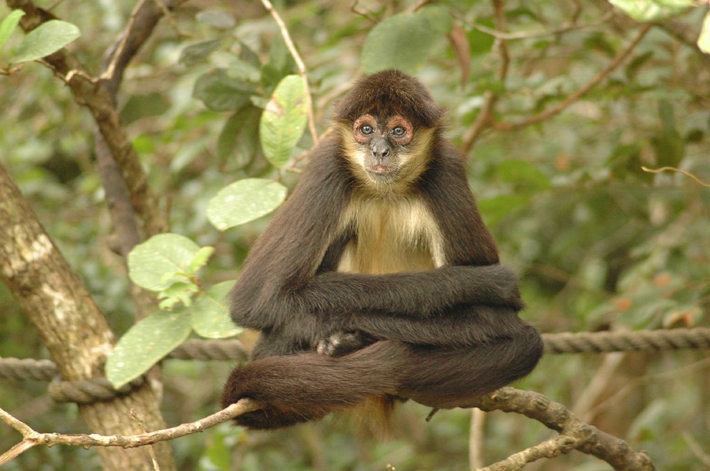 Remains of a Spider Monkey Traded by Ancient Maya Elites Found in Mexico