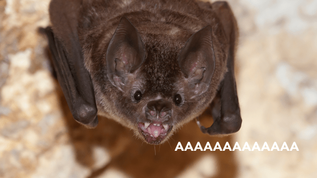 Bats Scream Like Death Metal and Throat Singers, Researchers Find