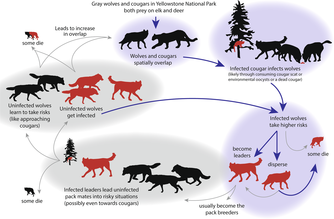 Mind-Altering Parasite Could Be Making Wolves Bolder