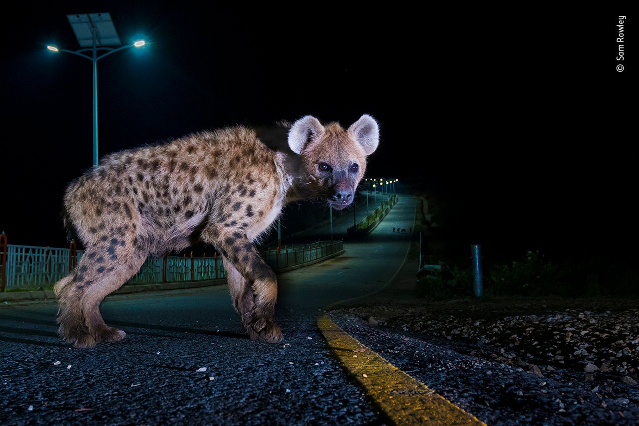 Photo: Sam Rowley//Wildlife Photographer of the Year