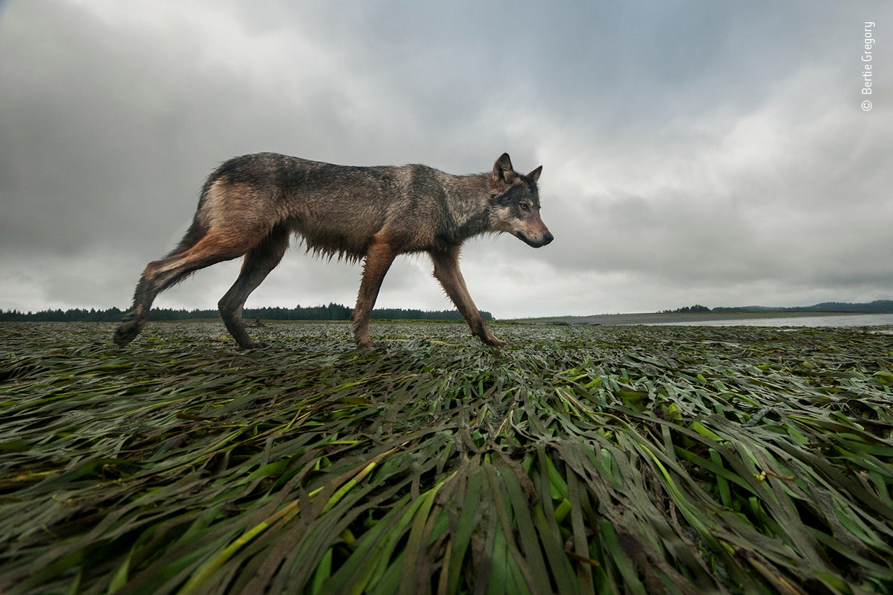 Photo: Bertie Gregory/Wildlife Photographer of the Year