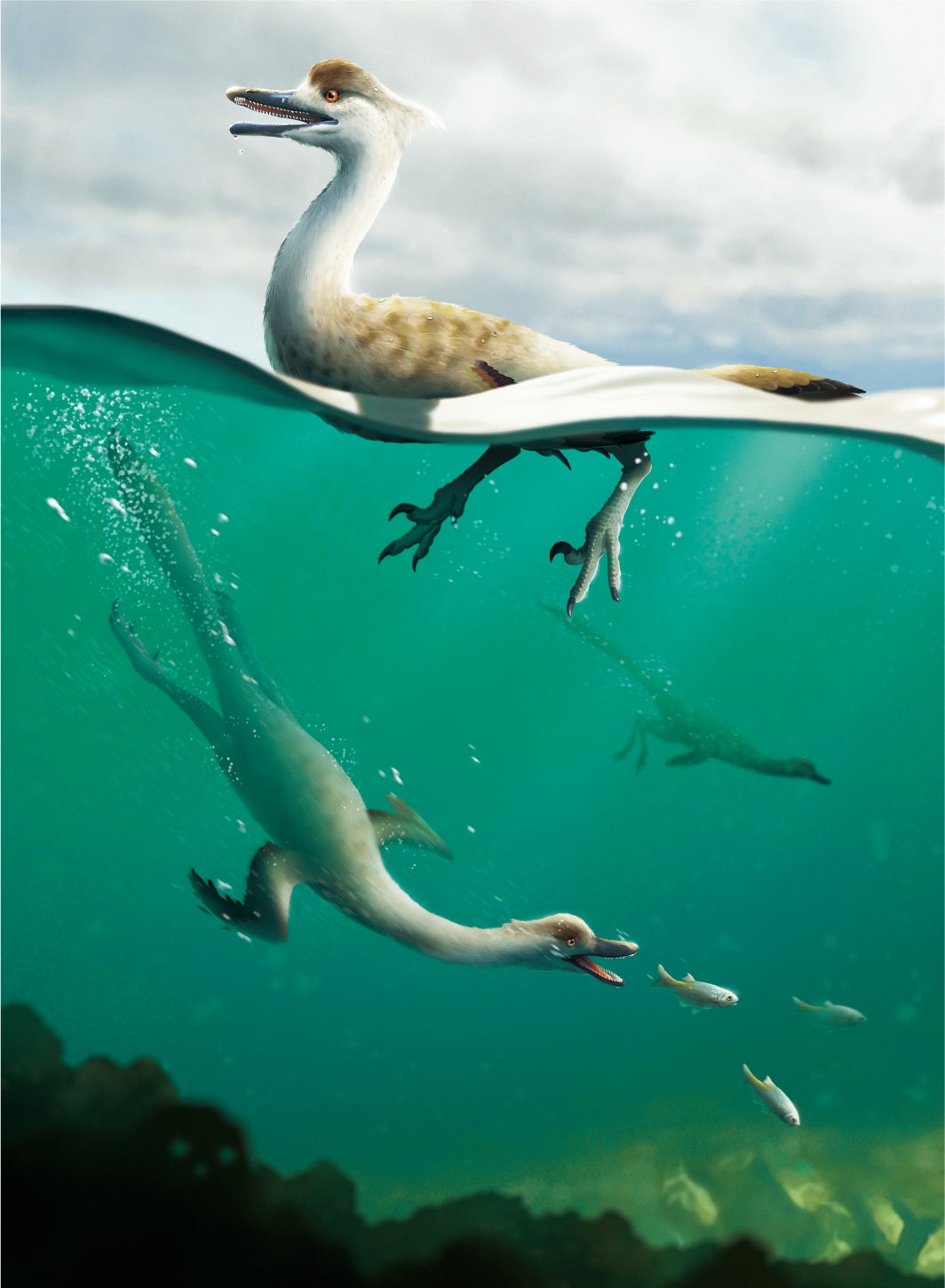 An illustration of the recently discovered species. (Illustration: Yusik Choi.)