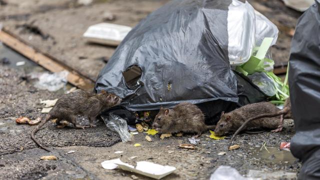 NYC Is Looking for Someone Tough Enough to Vanquish the City’s Rat Army