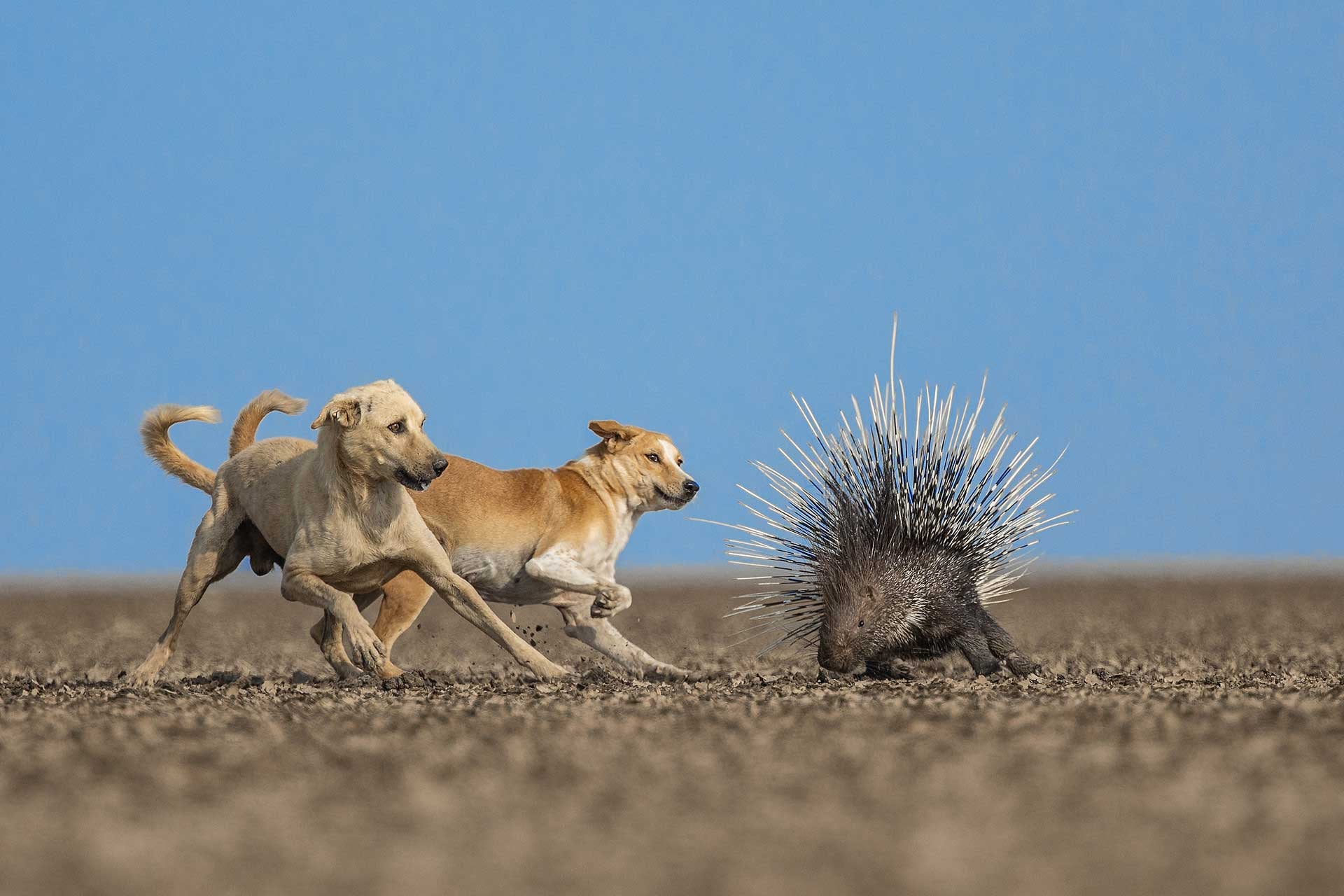 Gutsy Dogs, Dueling Birds, and Other Award-Winning Animal Photos