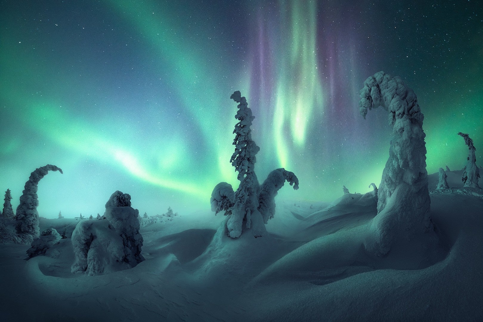 Seussian trees under the aurora in Russia. (Photo: Nico Rinaldi)