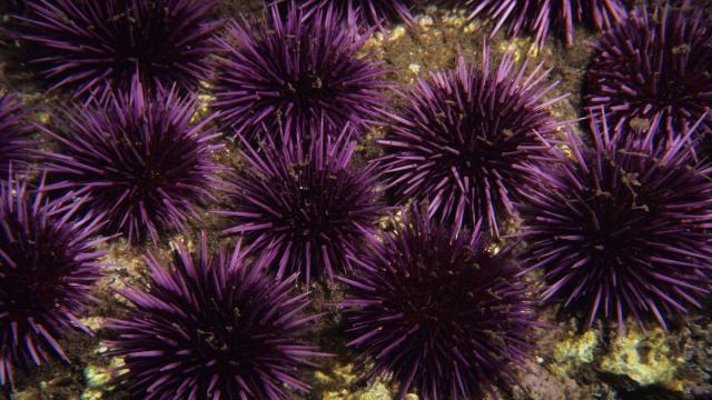 Sea Urchins: ‘Melbourne Is Better Than Sydney’