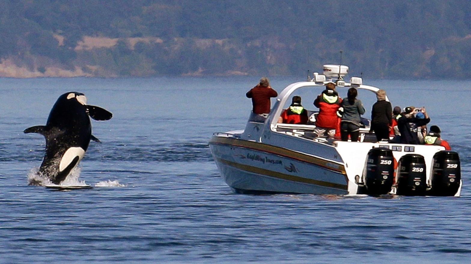 An orca leaps out of the water near a whale-watching boat in the Salish Sea in the San Juan Islands, Washington in 2015.  (Photo: Elaine Thompson, AP)
