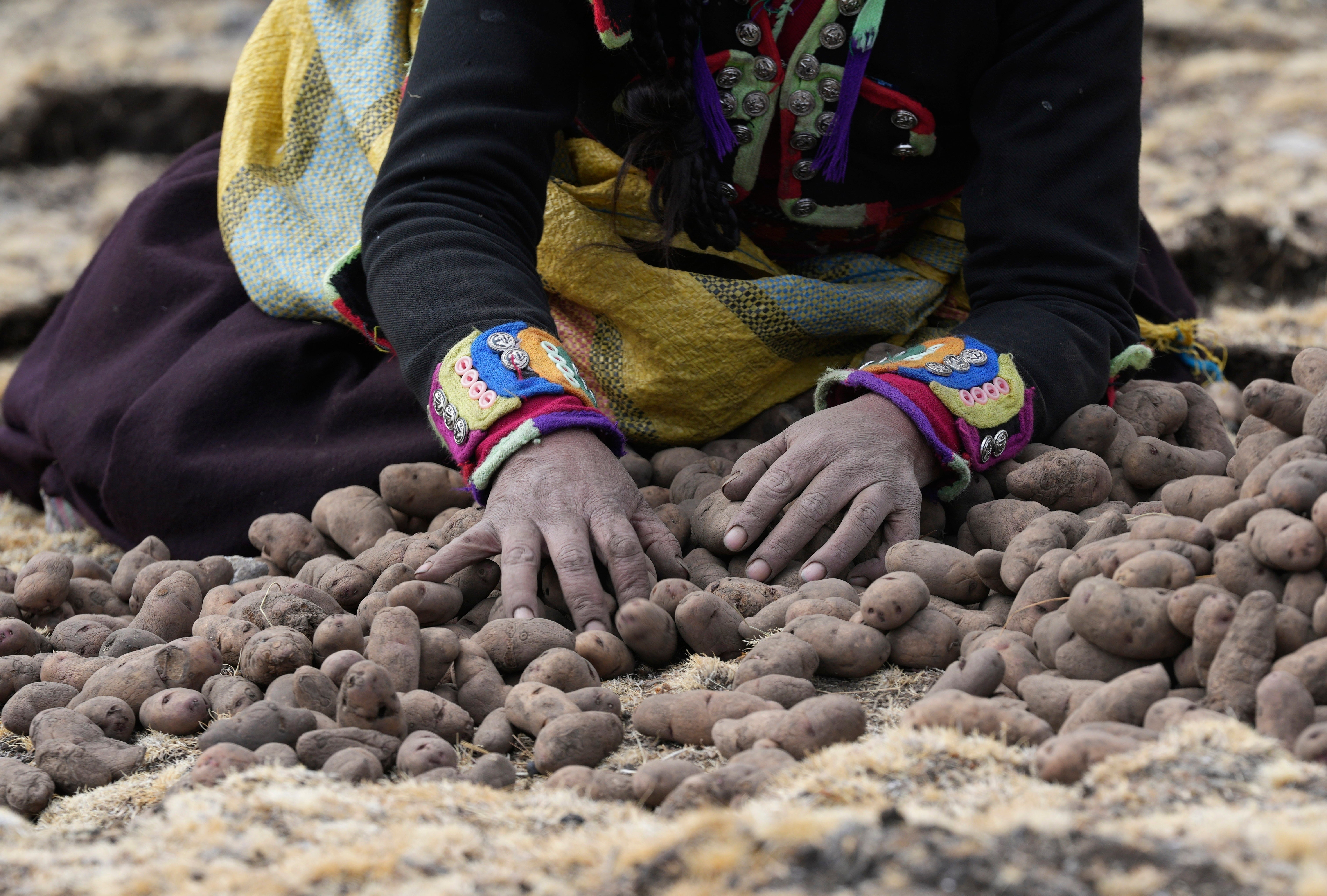 A woman harvests potatoes. (Photo: Guadalupe Pardo, AP)