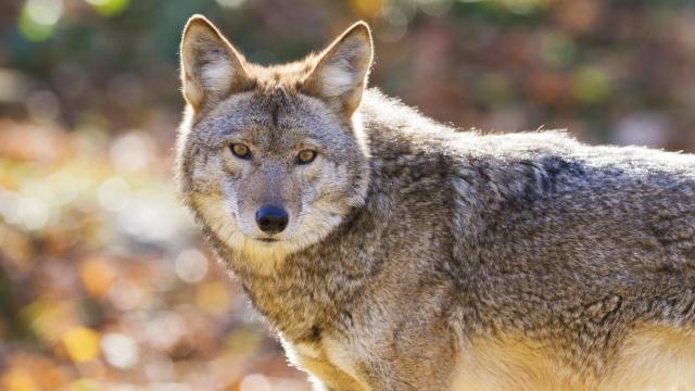 A Decade-Old Coyote Attack Mystery May Be Solved