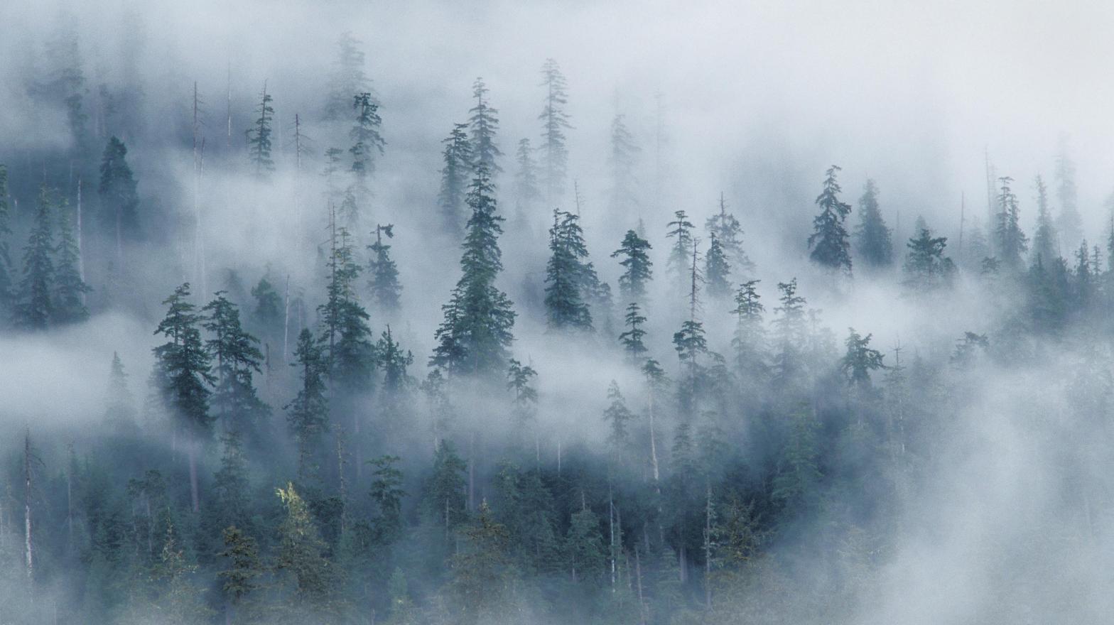 Forest and fog above Hoh River, from Spruce Nature Trail; Olympic National Park, Washington. (Photo: VWPics via AP Images, AP)