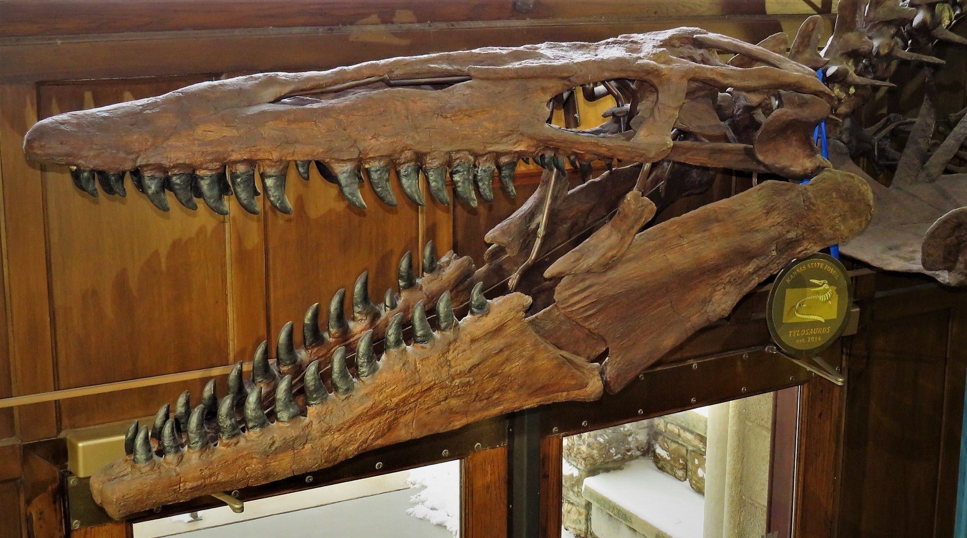 Cast of a mosasaur skull housed at the Natural History Museum of the University of Kansas. (Photo: Amelia Zietlow)