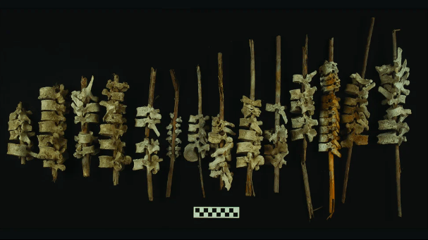 Some of the threaded vertebrae. (Photo: J. L. Bongers et al., 2022/Antiquity)