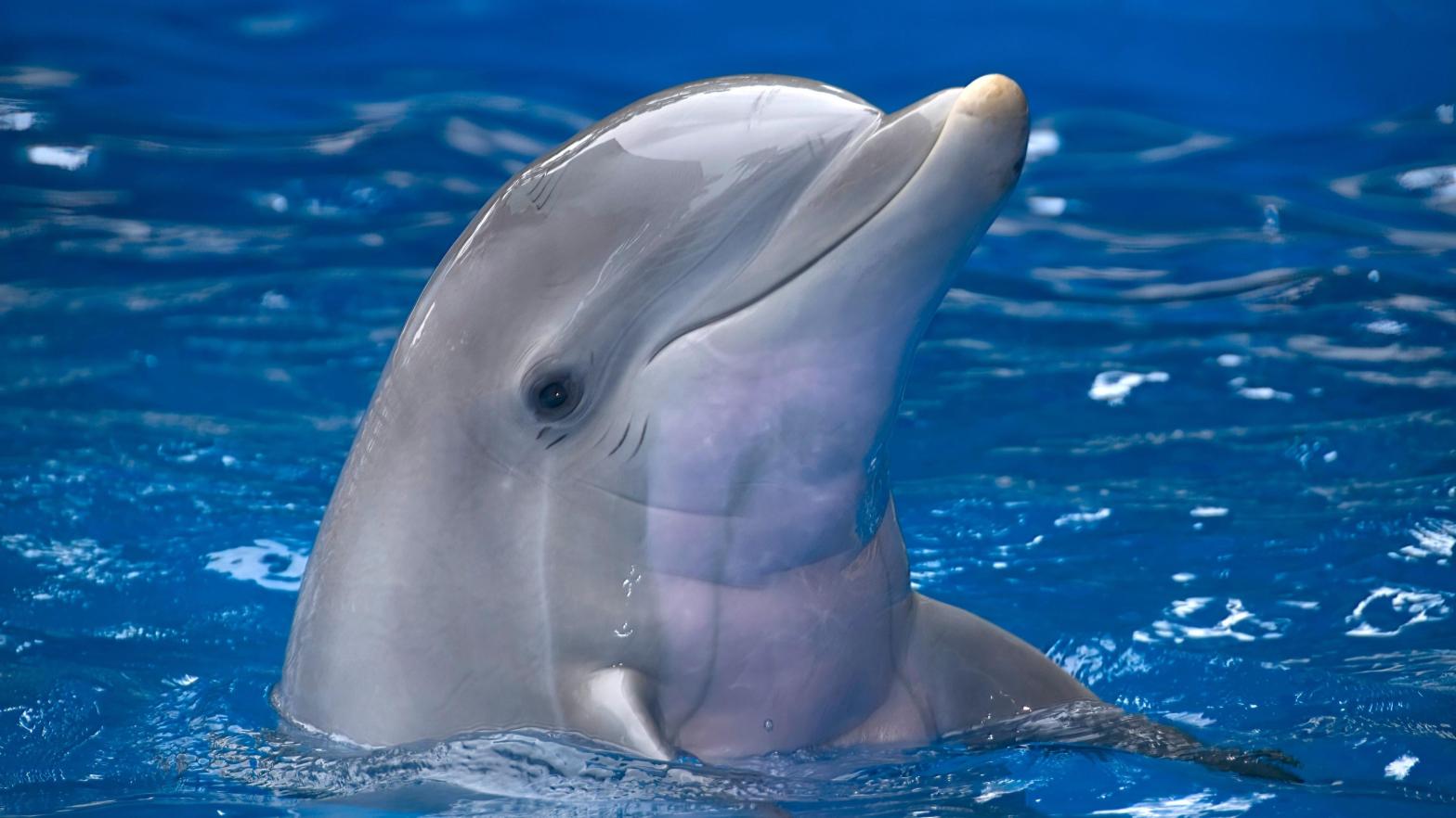 A common bottlenose dolphin (Tursiops truncatus). (Image: Shutterstock, Shutterstock)