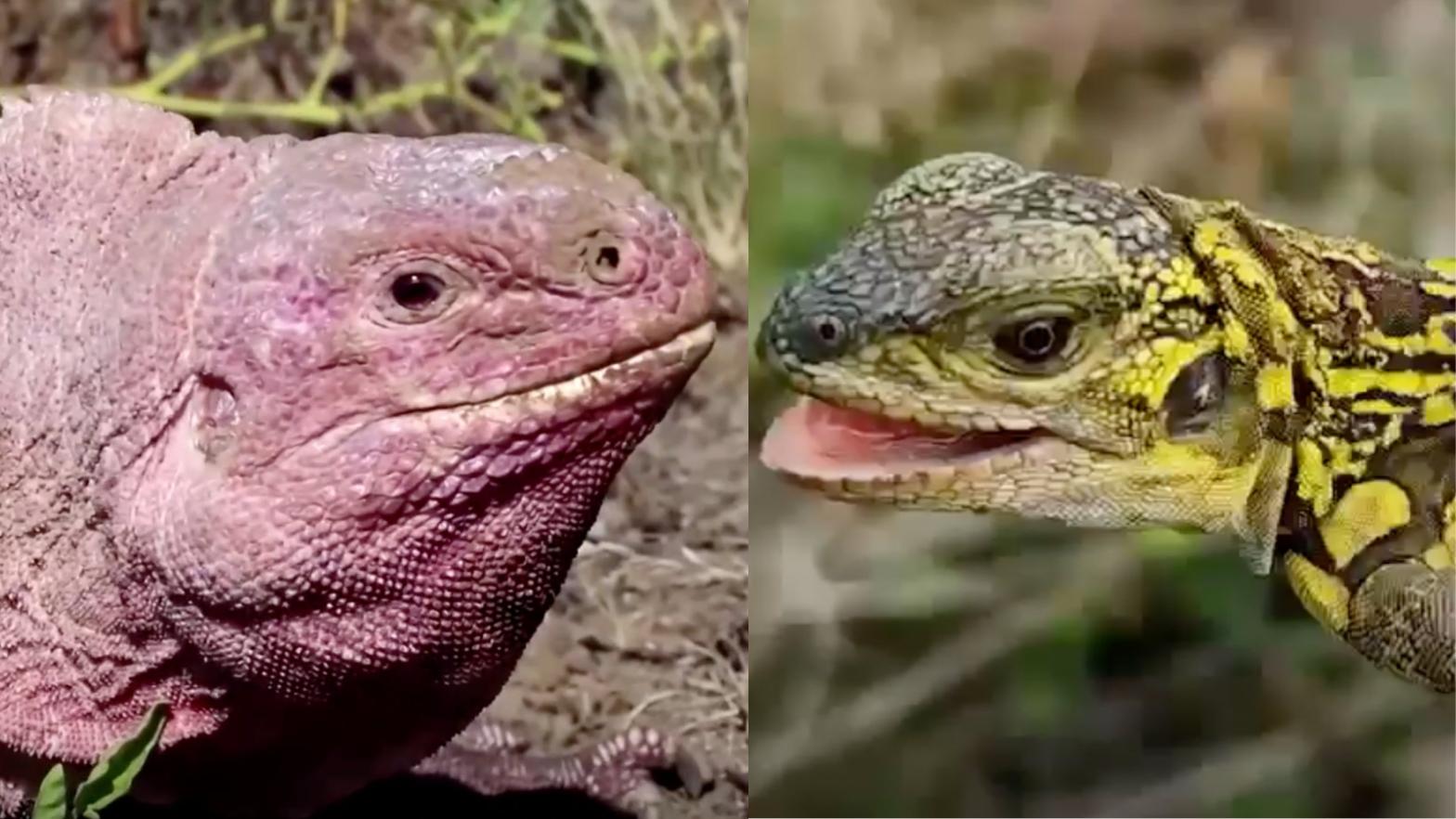 An adult pink land iguana is pictured on the left, and a juvenile on the right. The reptile's colouring changes dramatically as it matures.  (Image: Reuters / Galápagos Conservancy / Gizmodo)