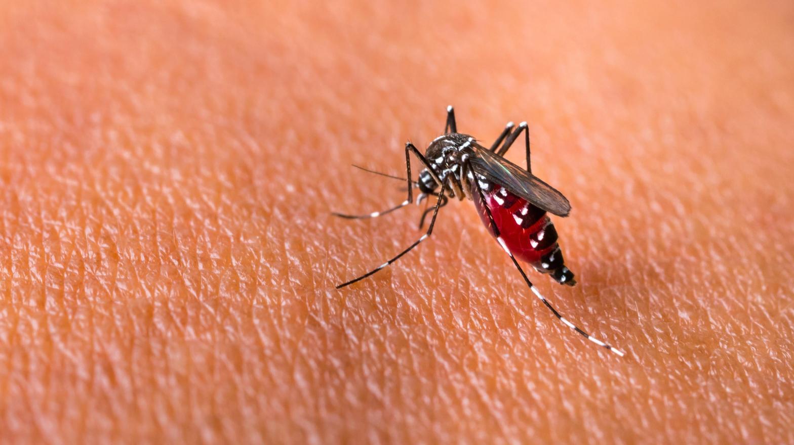 An Aedes aegypti mosquito. (Image: Shutterstock, Shutterstock)