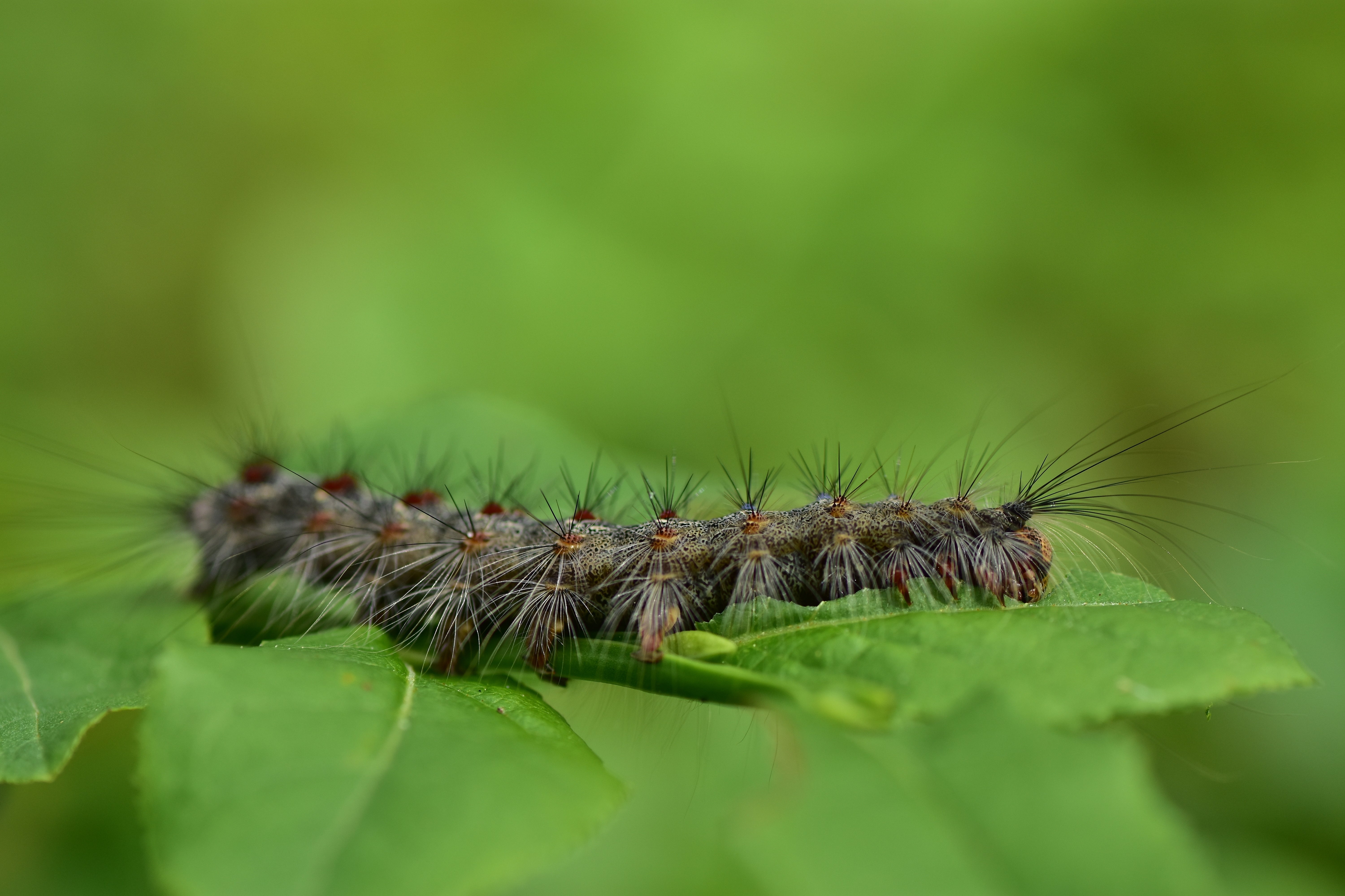 A spongy moth caterpillar. (Photo: Shutterstock, Shutterstock)