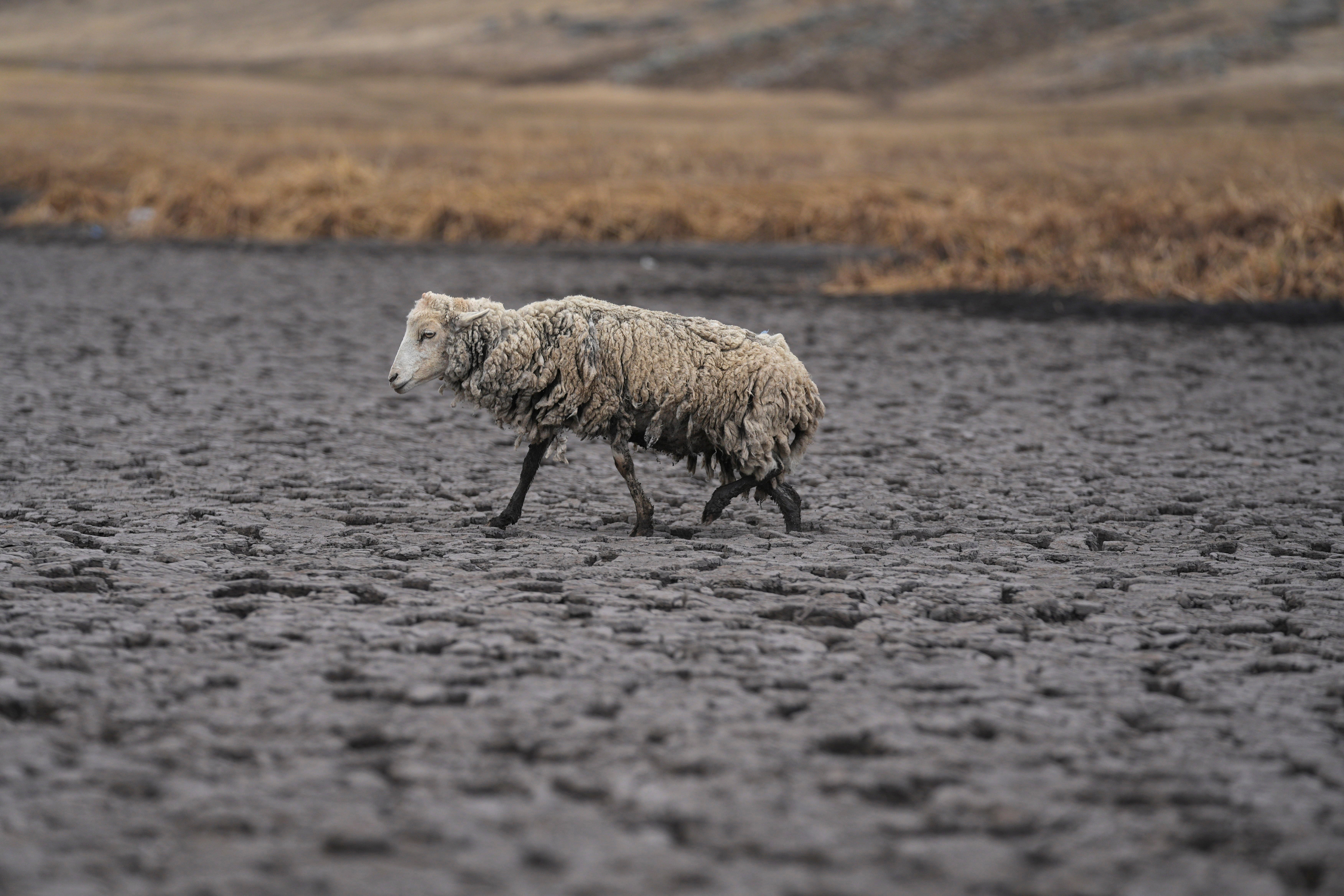 An emaciated sheep walks on the dry bed of the Cconchaccota lagoon in the Apurimac region of Peru, Friday, Nov. 25, 2022. (Photo: Guadalupe Pardo, AP)
