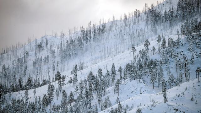 California Officials Measure One of the Highest Snowpacks in 40 years