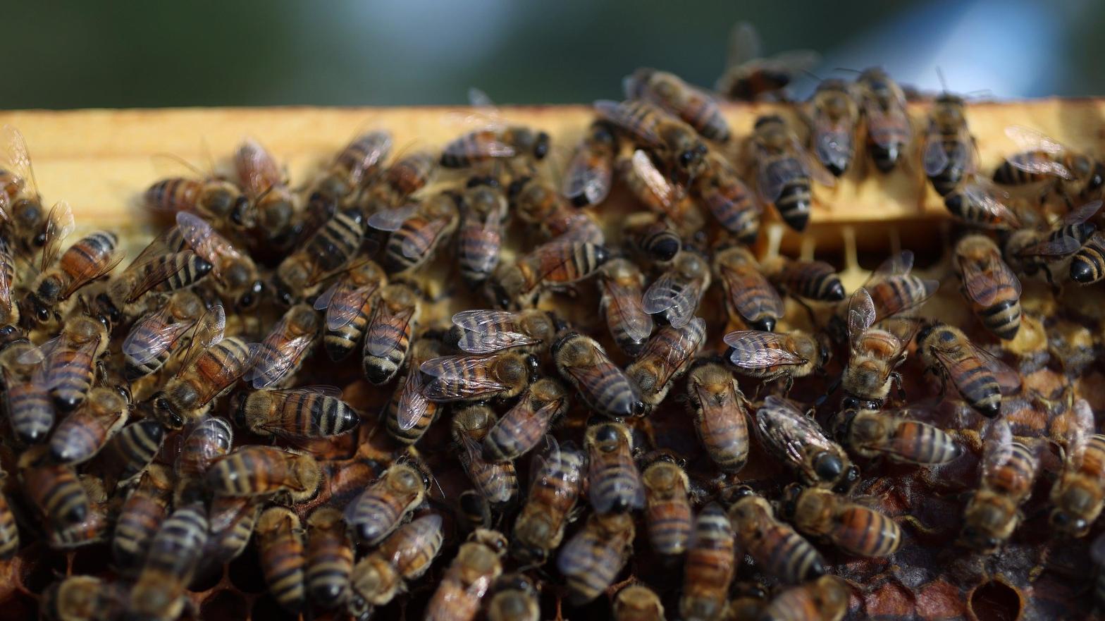 Honeybees are a crucial piece of the global ecosystem, but a bacterial infection called American foulbrood can destroy an entire colony.  (Image: Joe Raedle, Getty Images)