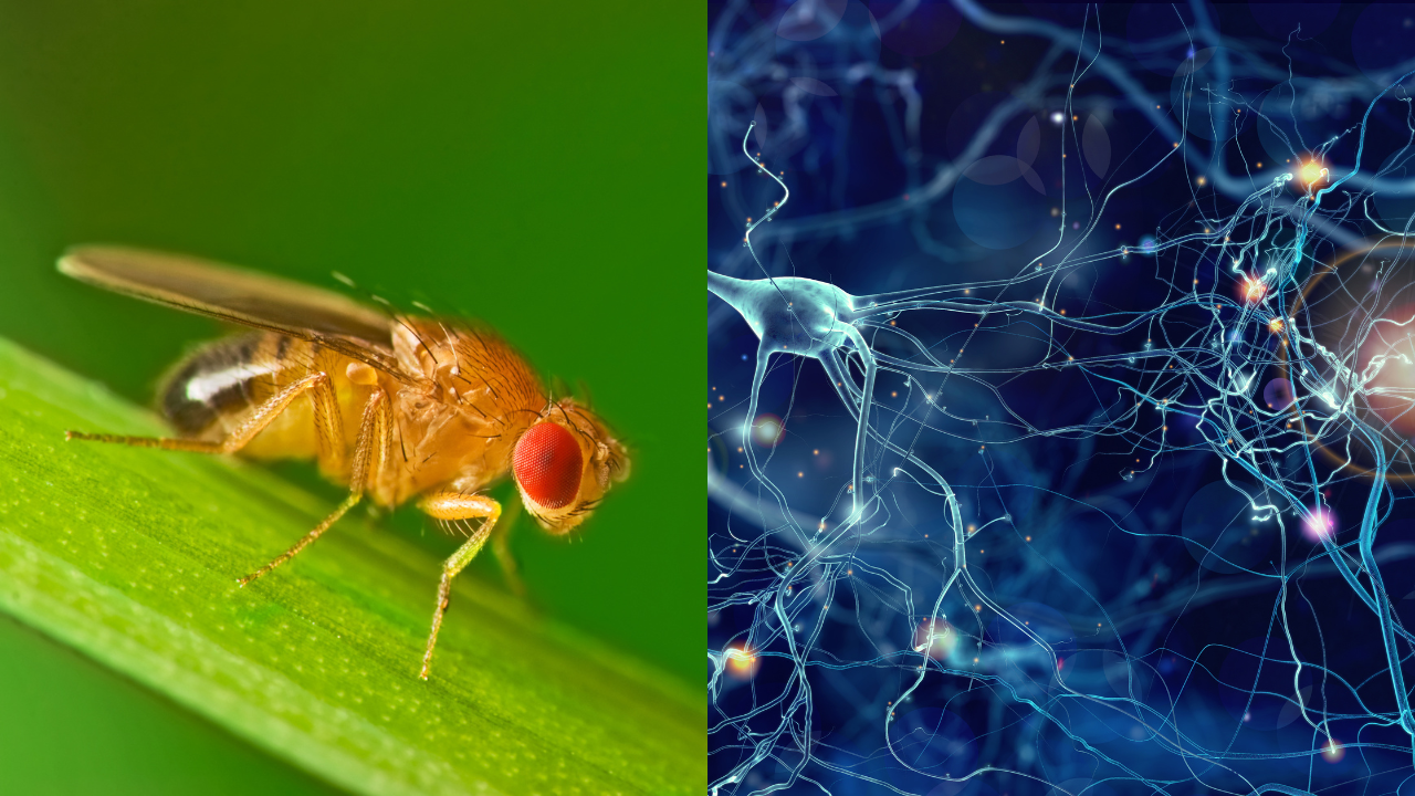 Alzheimer's fruit flies
