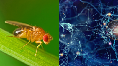Fruit Flies Could Hold the Key to Treating Alzheimer’s Disease