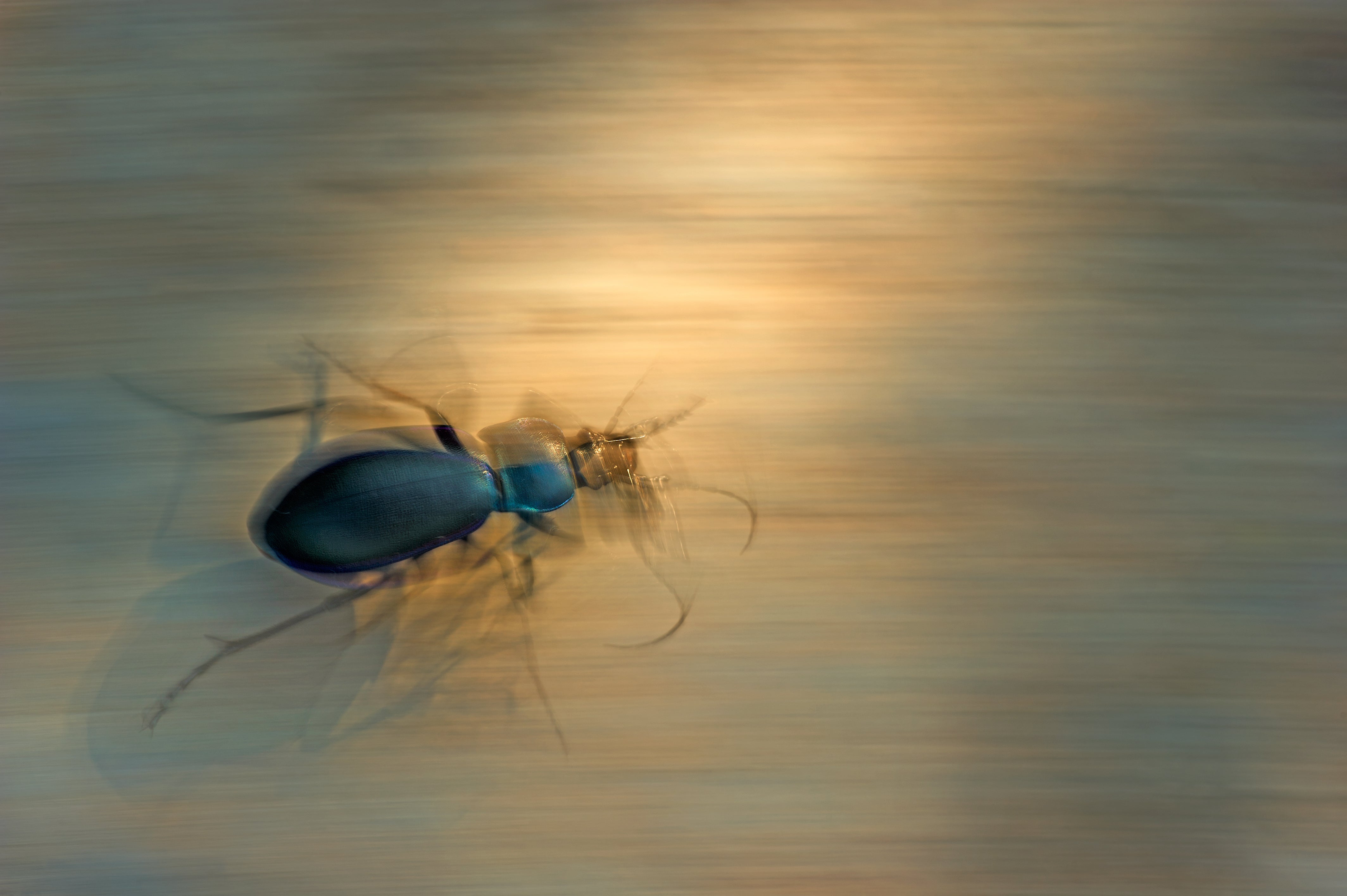 A ground beetle running on the ground. (Photo: Bernard Van Elegem)