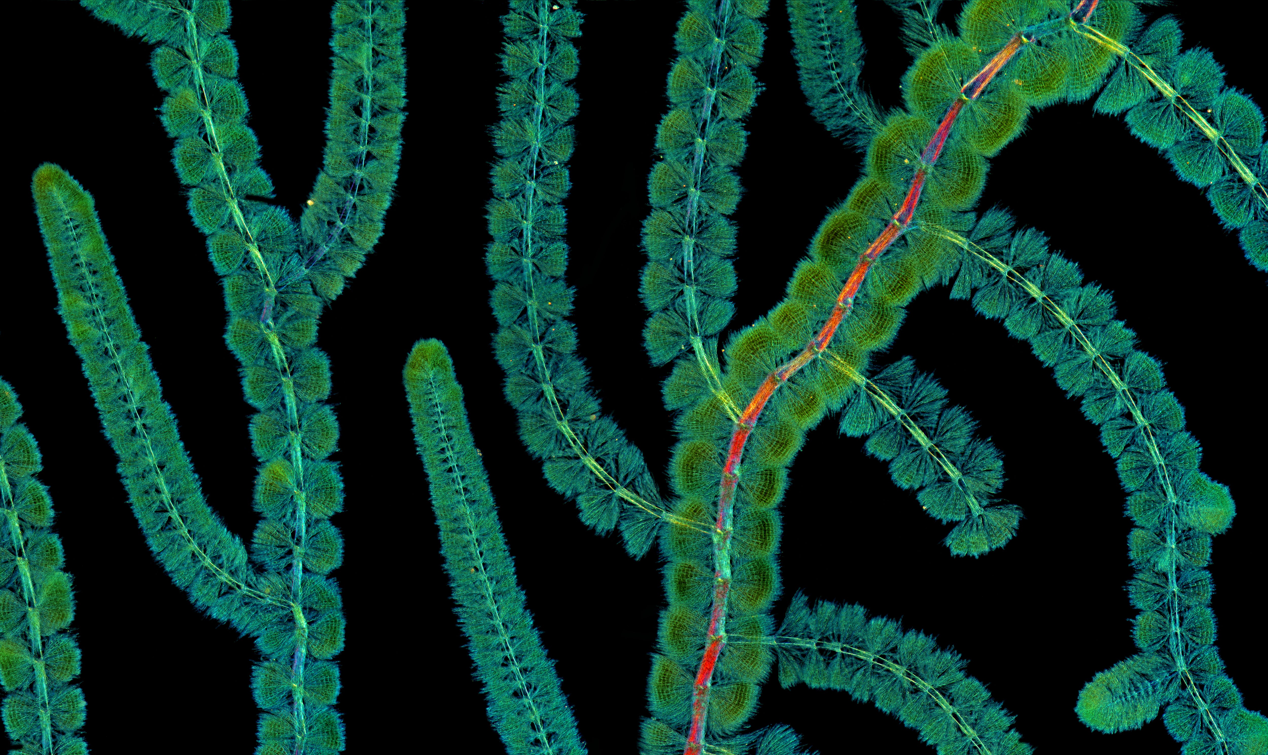 Red algae under a microscope. (Photo: Marek Miś)