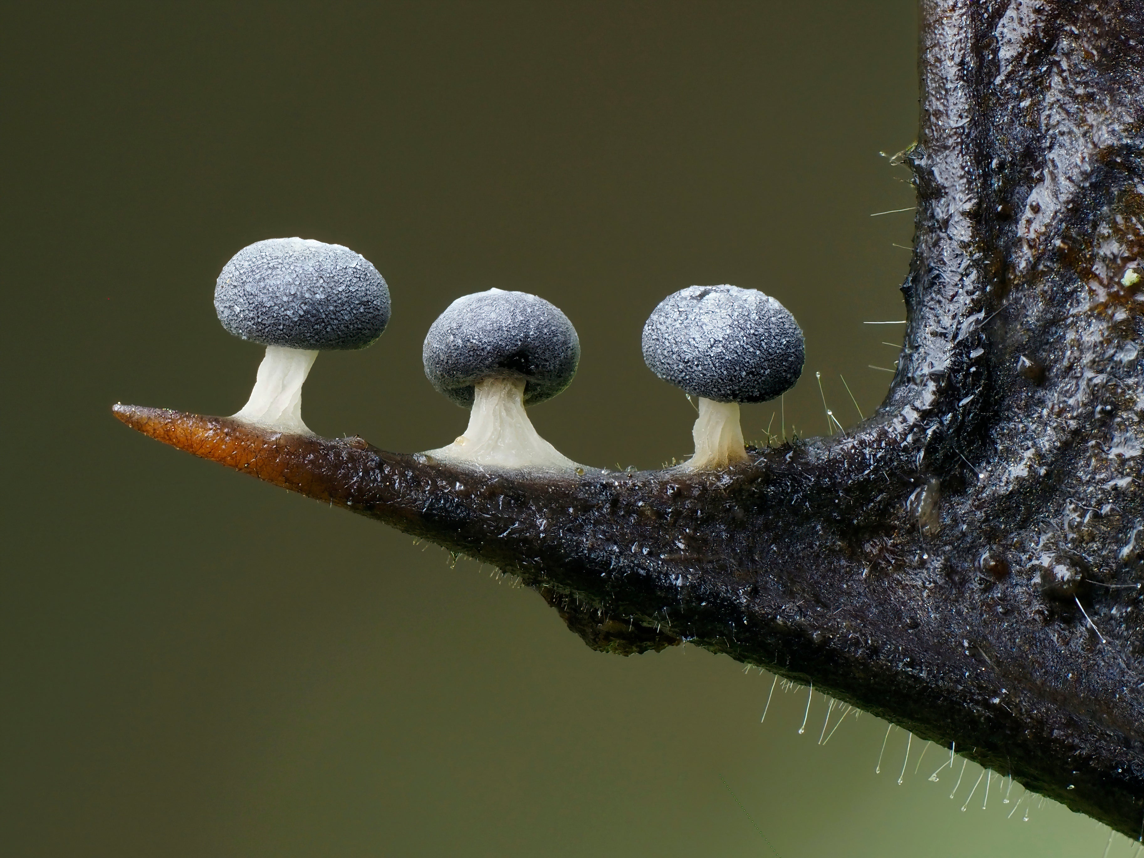 Three slime mounds on a holly leaf's spike. (Photo: Andy Sands)