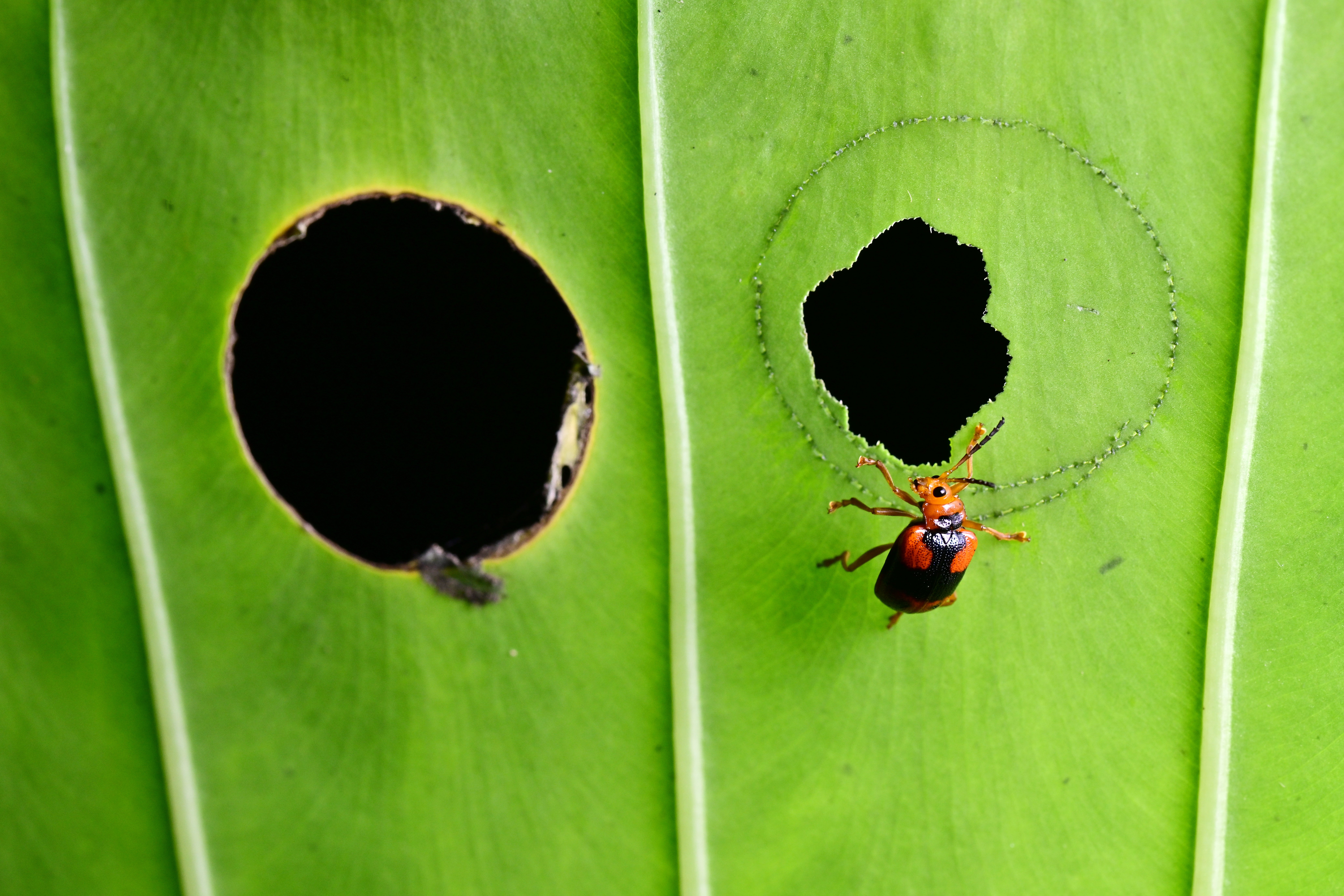 A beetle eating a toxic leaf, avoiding the toxins. (Photo: Minghui Yuan)