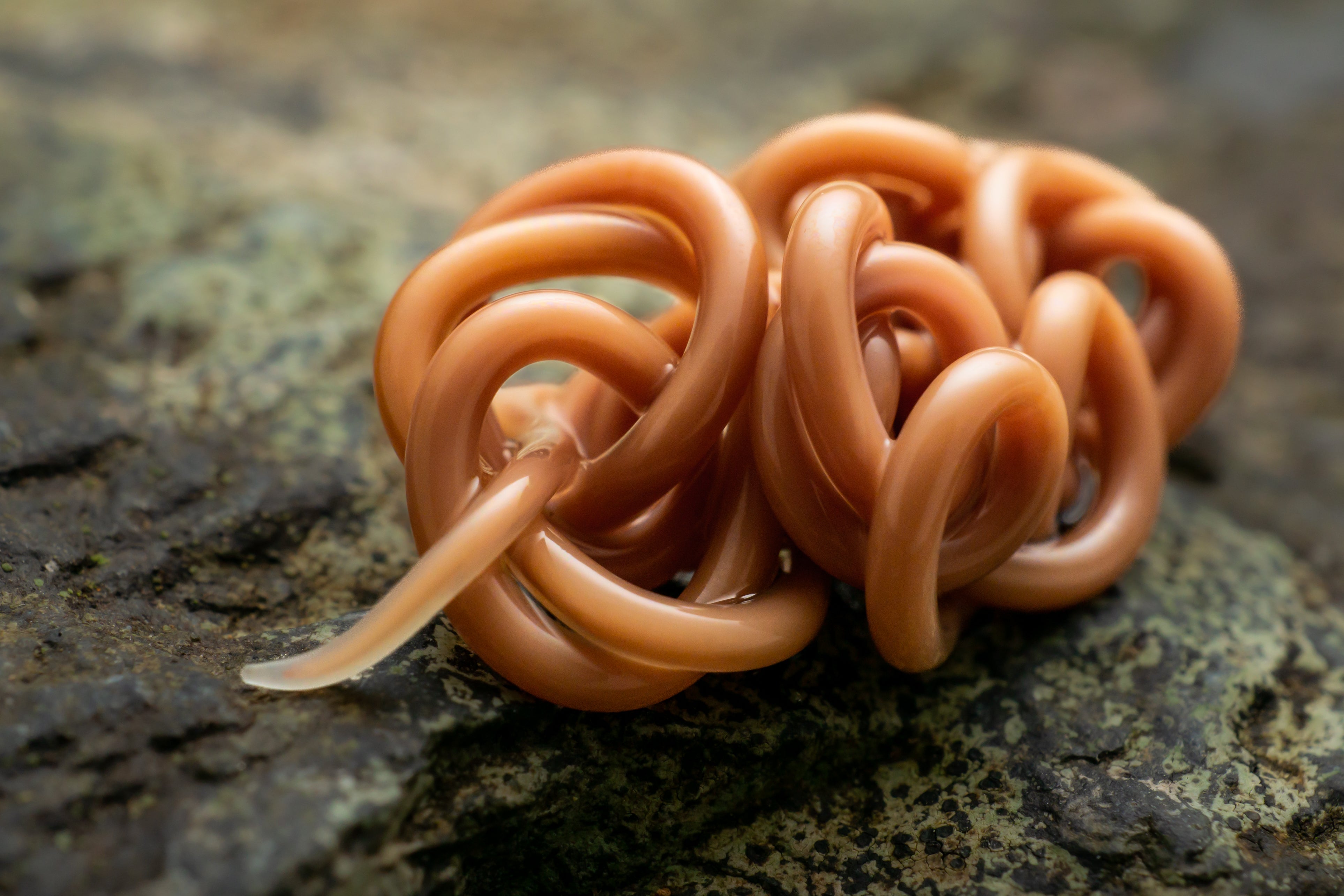 An Australian parasitic worm in a knot. (Photo: Ben Revell)