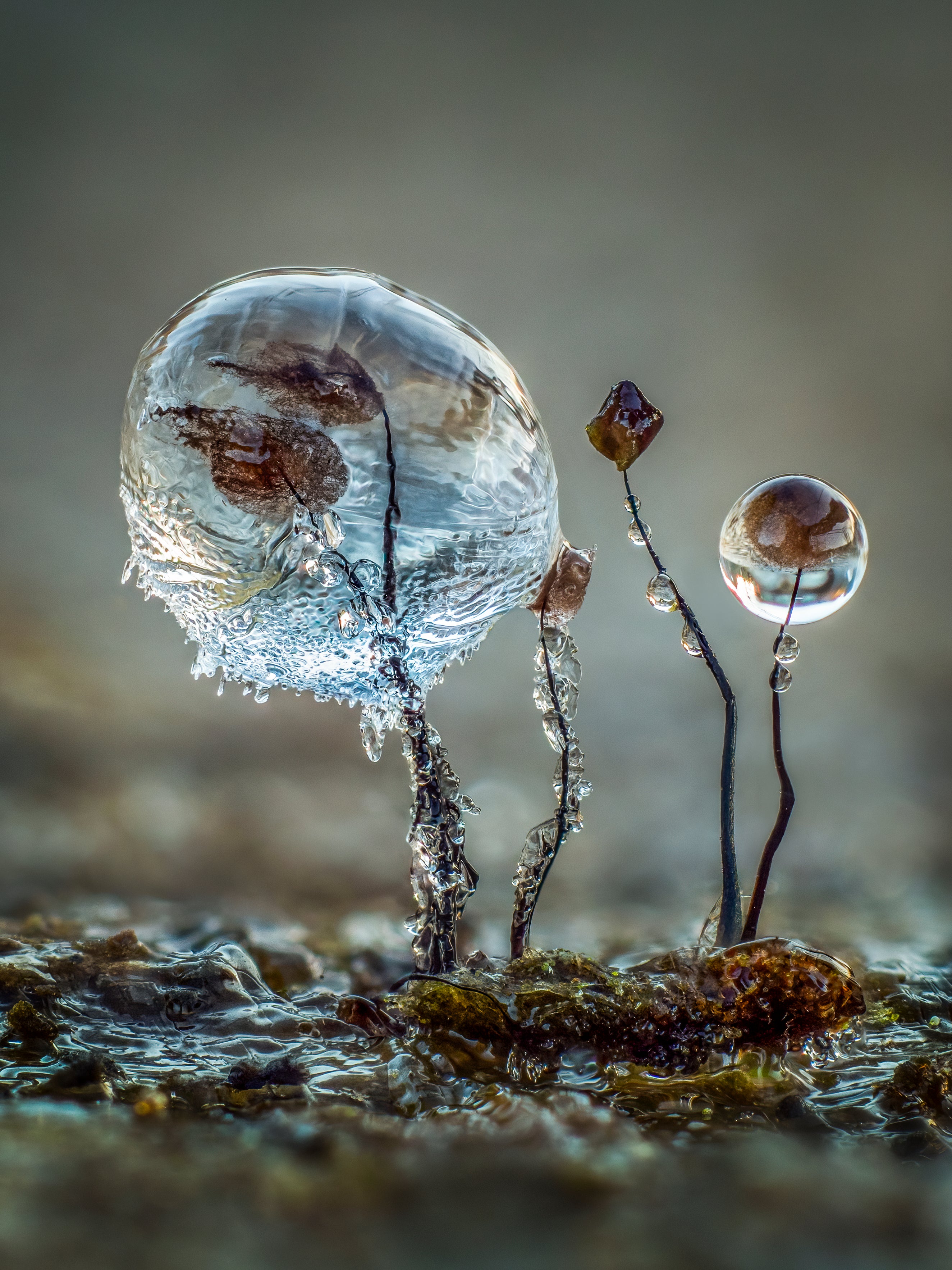 Comatricha fungi encased in ice. (Photo: Barry Webb)