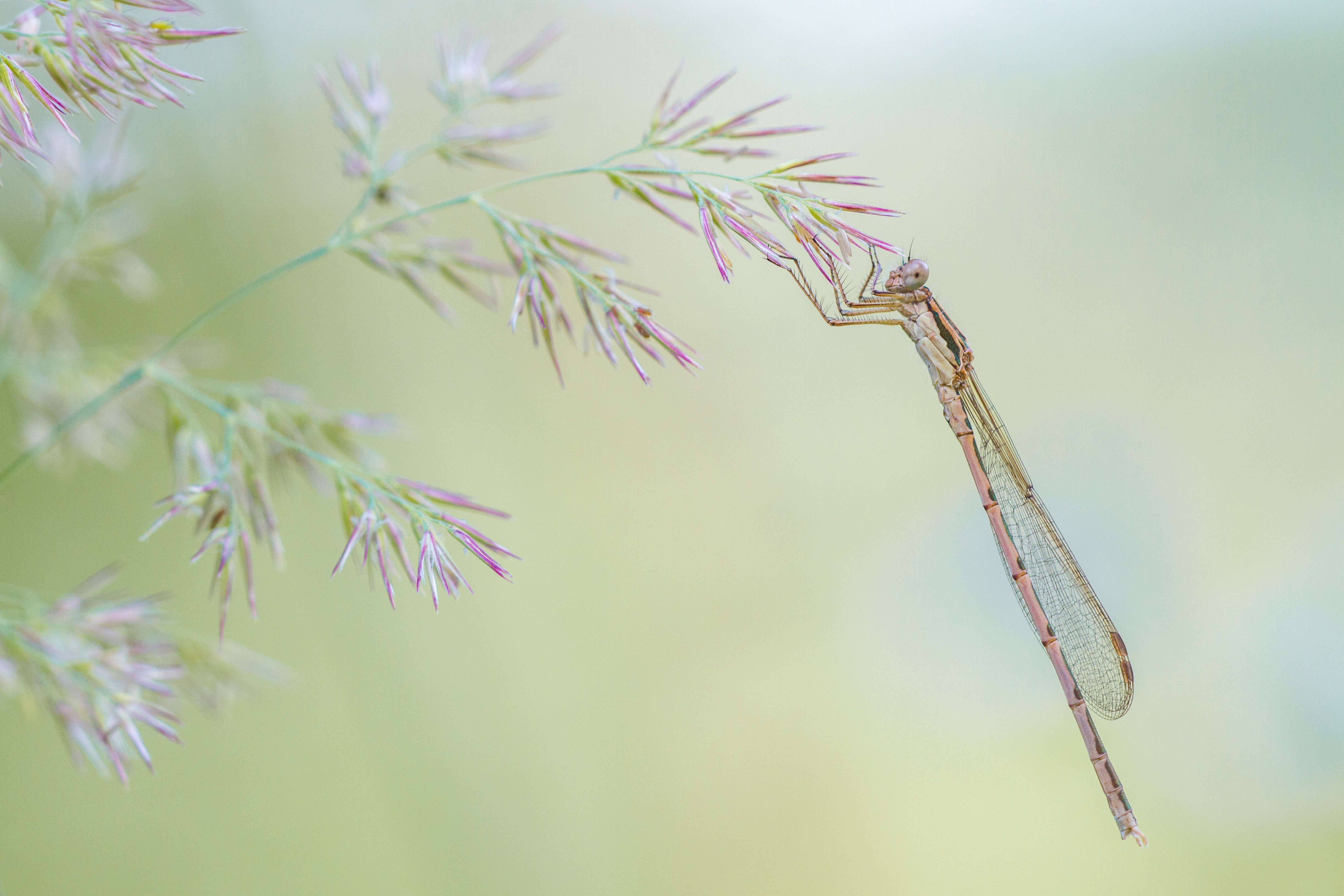 A damselfly on a grass spikelet. (Photo: Kai Rösler)