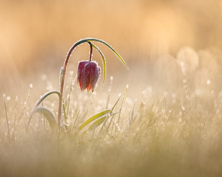 A snake's head fritillary thawing out in the UK. (Photo: Jay Birmingham)