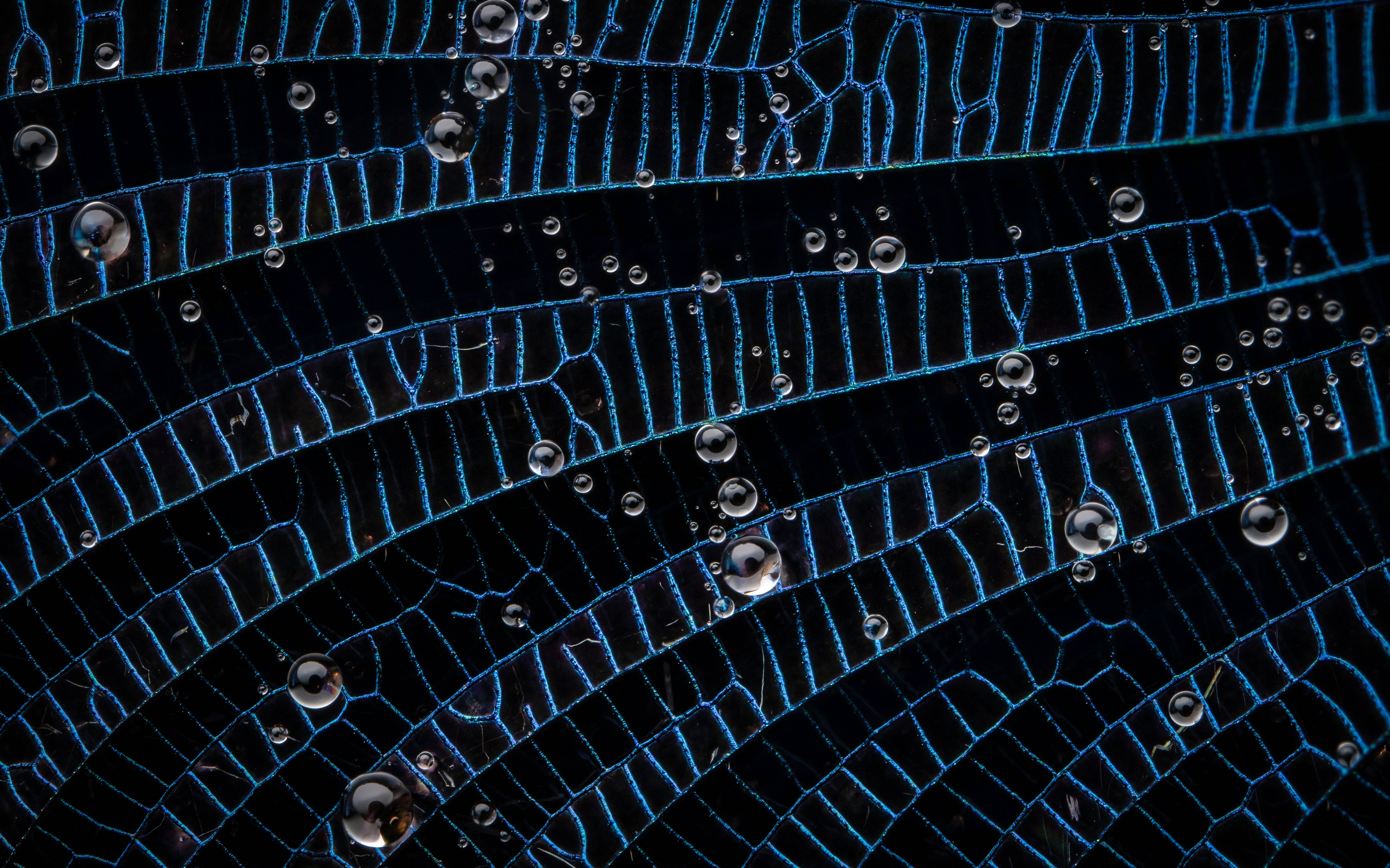 The wing of a damselfly. (Photo: Nathan Benstead)