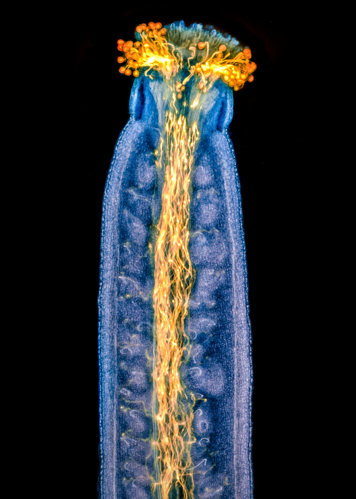 Pollen tubes in a Thale cress' pistil. (Photo: Jan Martinek)