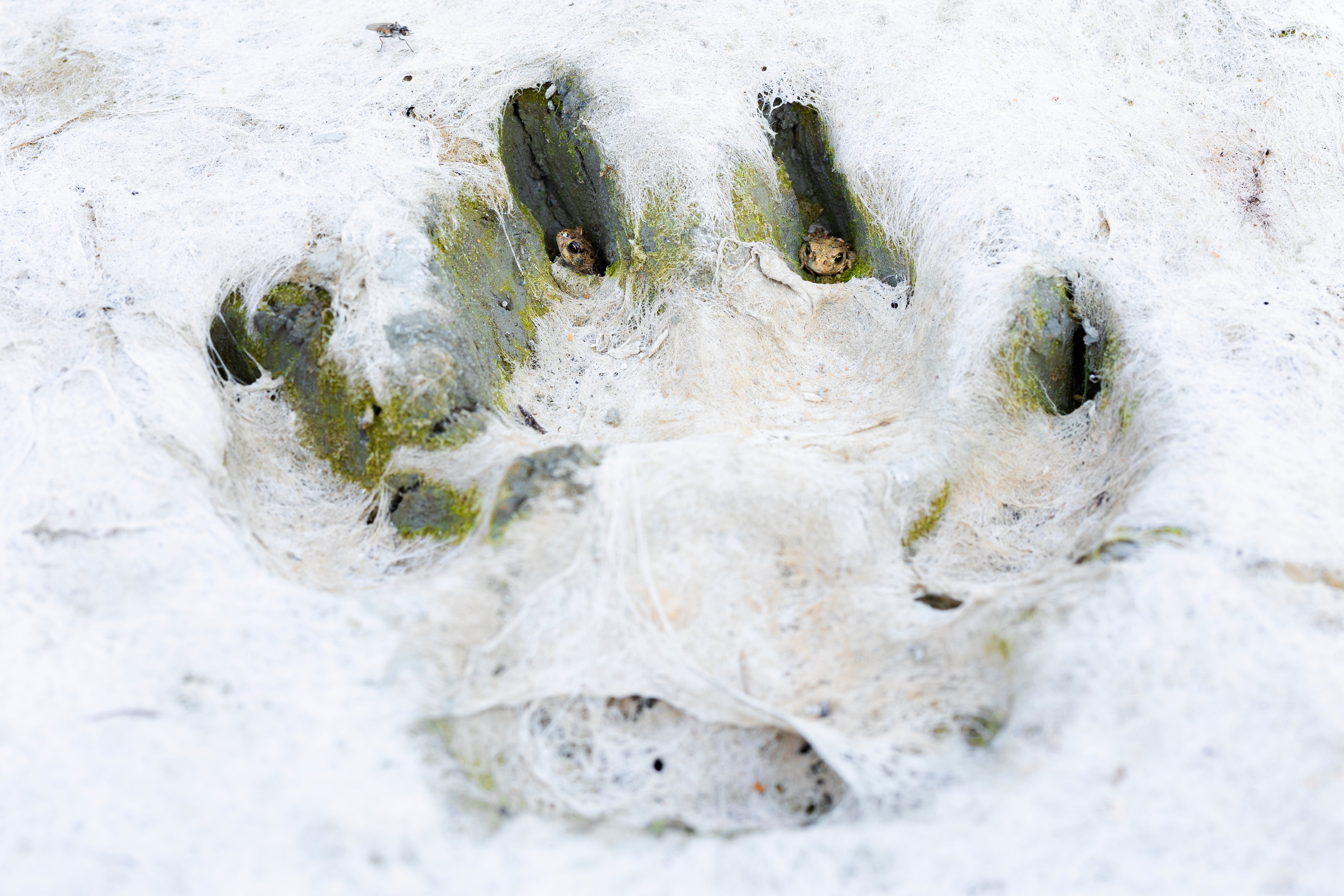 Miniature toads in the paw print of a mastiff. (Photo: Juan Jesus Gonzalez Ahumada)