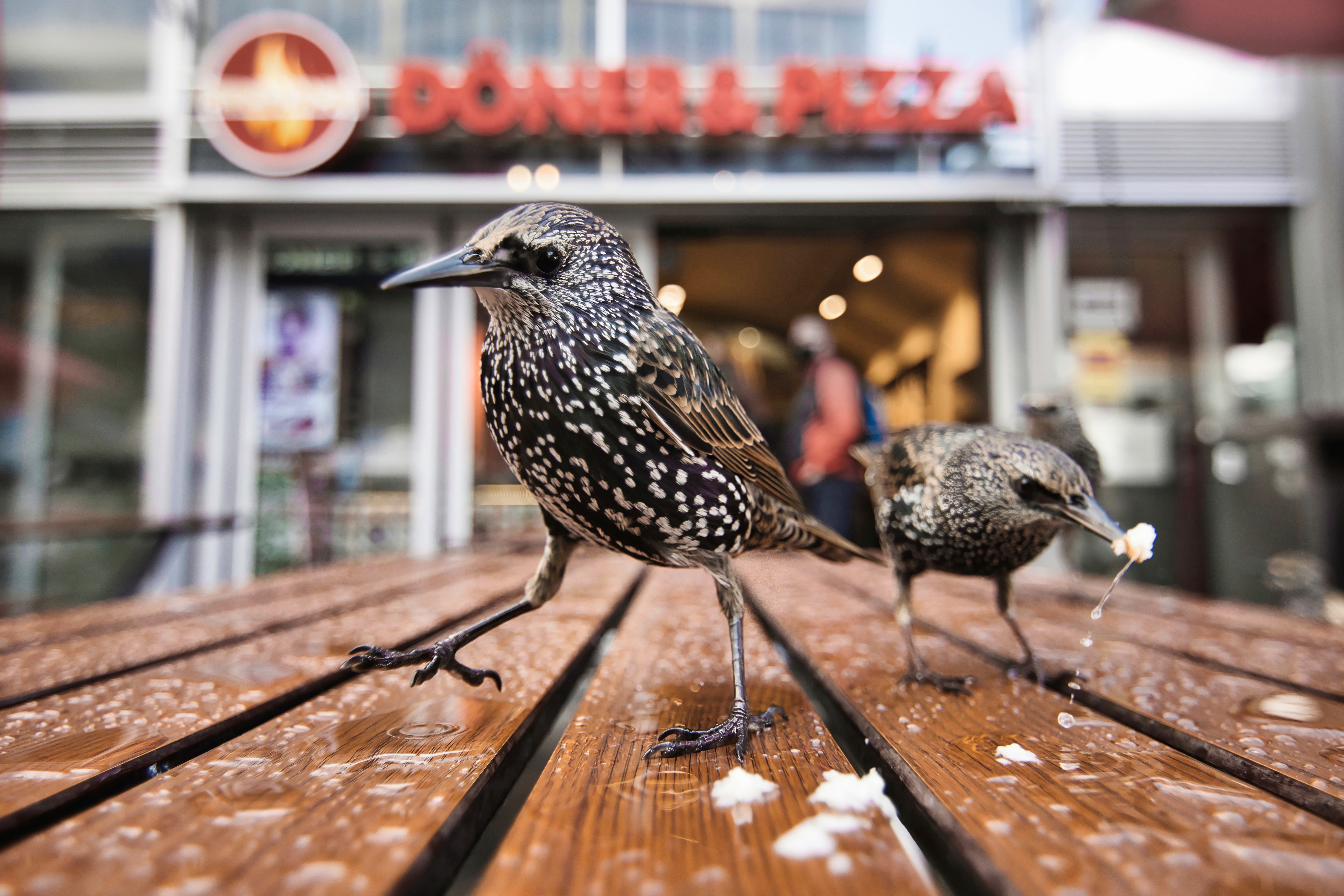 Starlings finding some human leftovers in Germany. (Photo: Anton Trexler)
