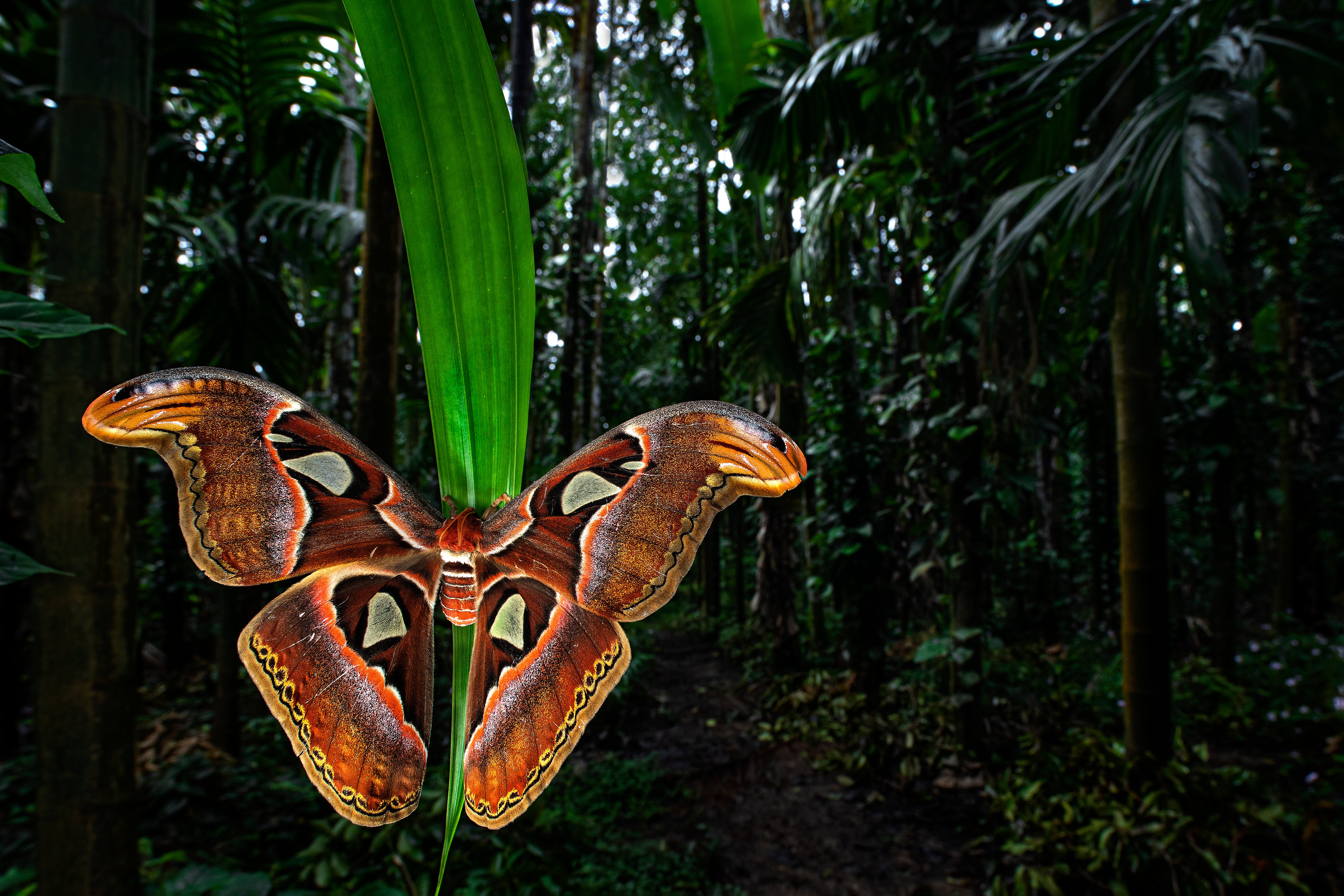 An Atlas moth in Sirsi, India. (Photo: Uday Hegde)