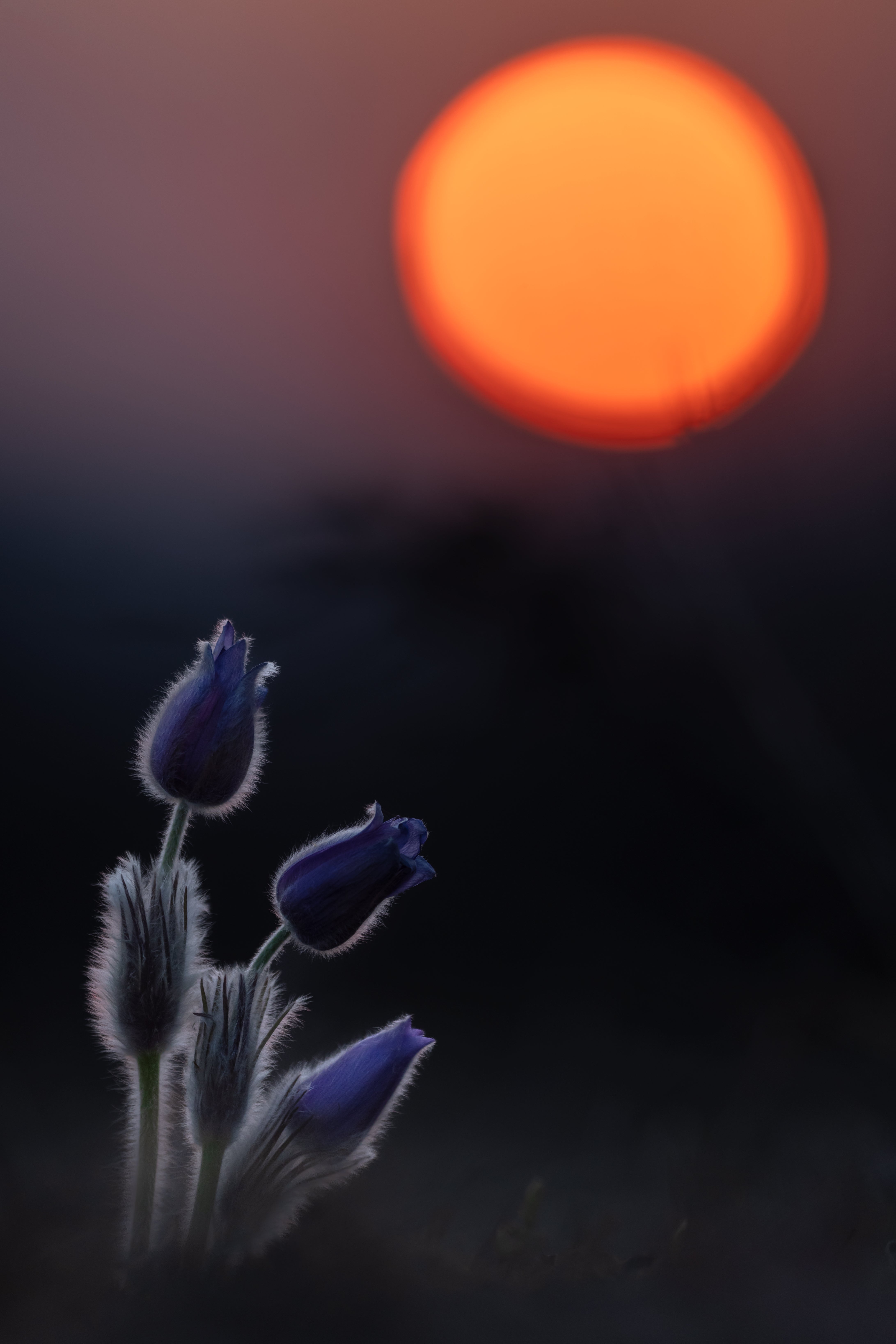 Three greater pasque flowers in Austria, when Saharan dust in the air colouring the Sun. (Photo: Henrik Spranz)
