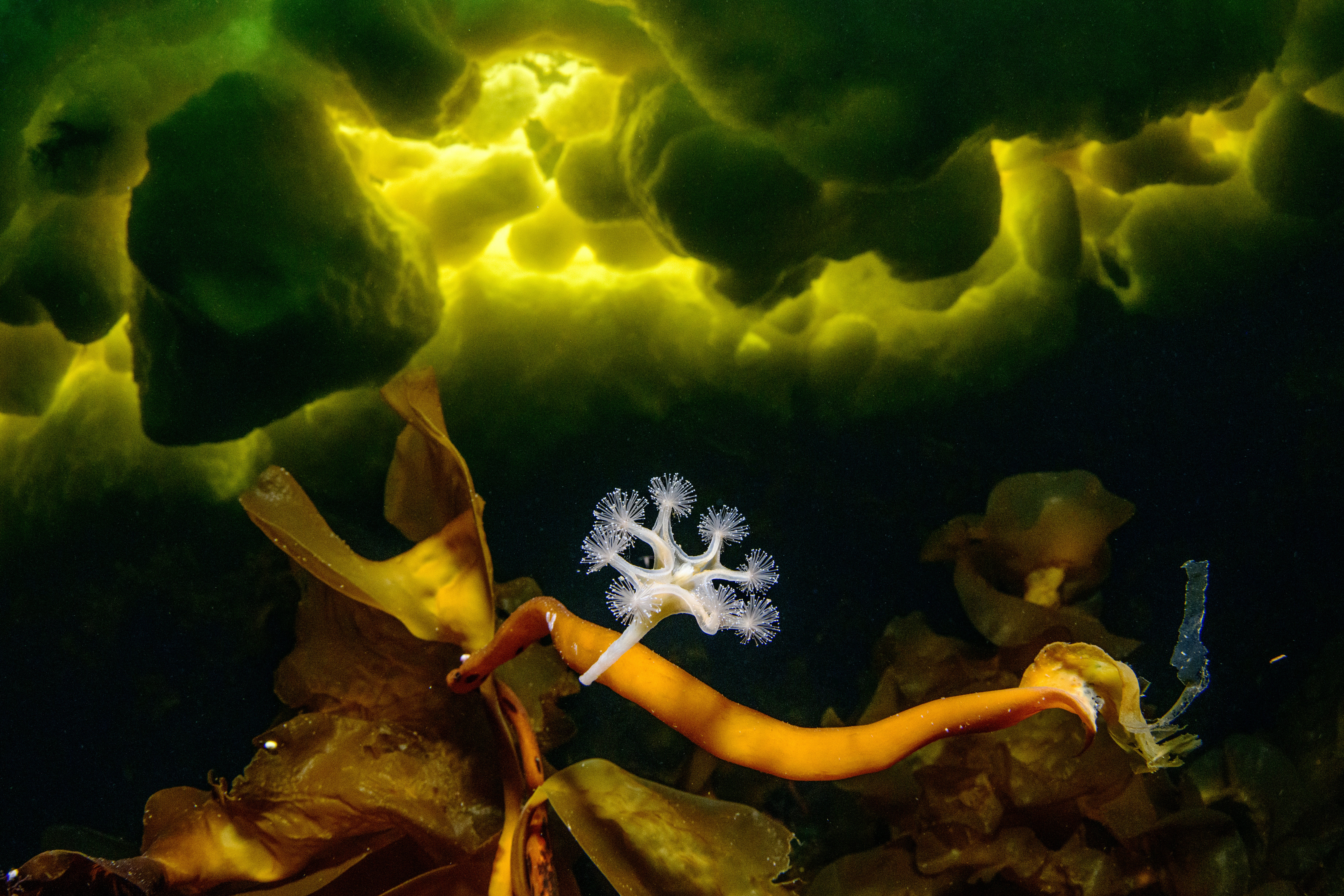 A stalked jellyfish clings to seaweed in Russia's White Sea. (Photo: Viktor Lyagushkin)