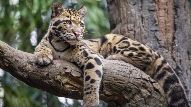 Clouded Leopard Escapes From Dallas Zoo Enclosure