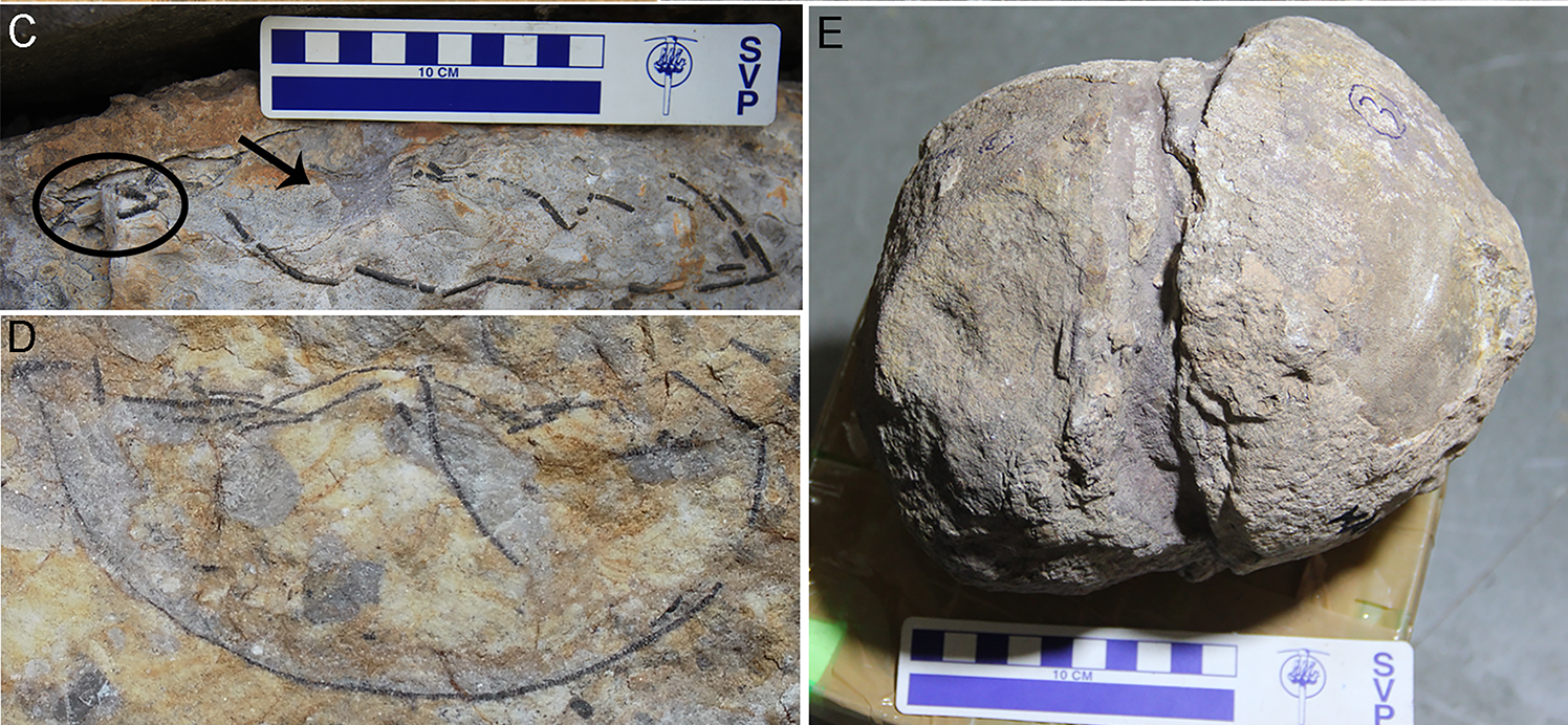 Nearly 100 Titanosaur Nests, Complete With Fossilised Eggs, Found in India