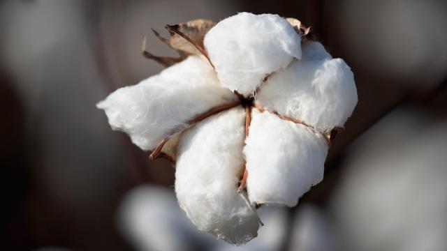 Researchers Breed Naturally Flame-Resistant Cotton