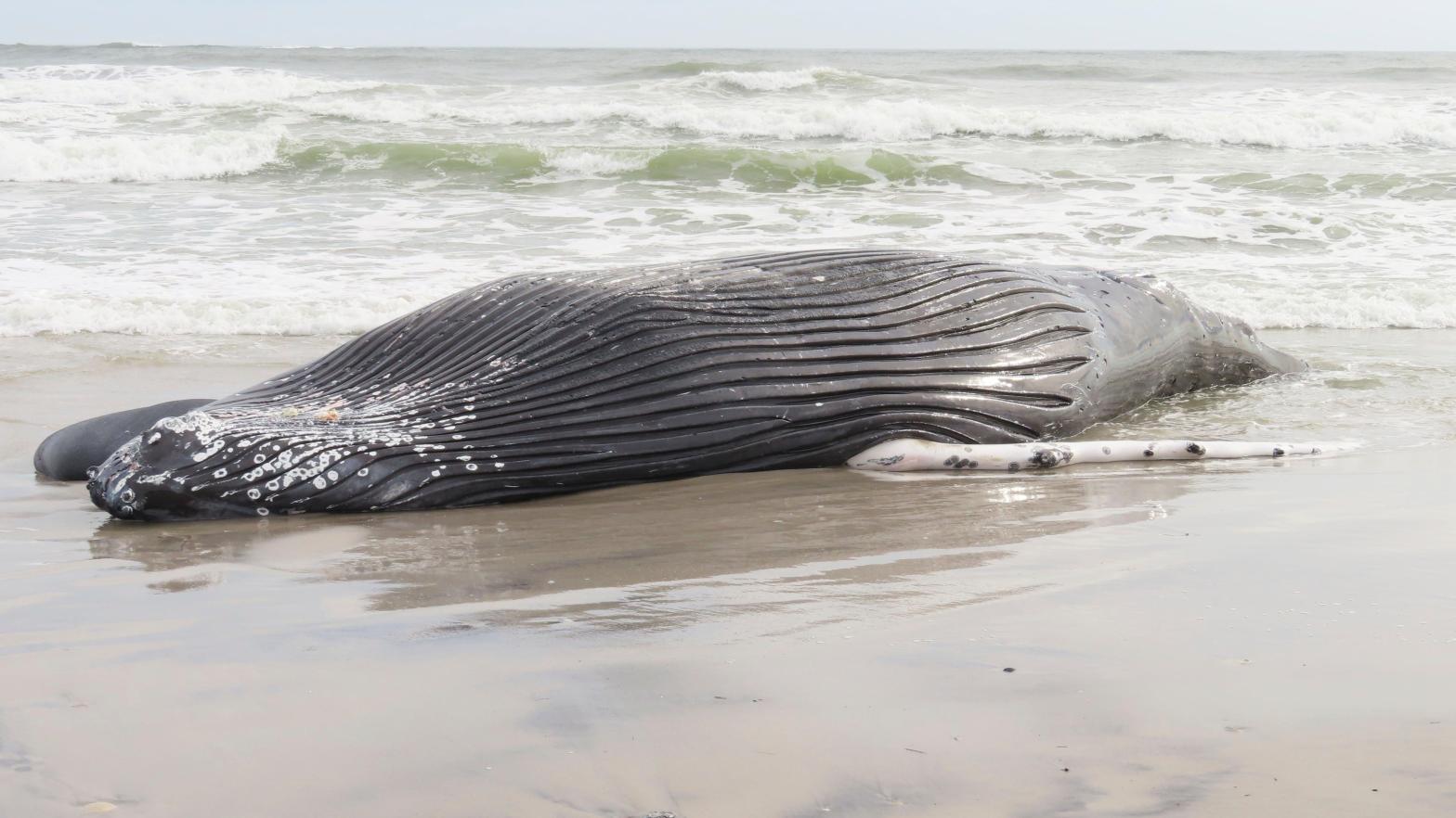 The body of a humpack whale lies on a beach in Brigantine N.J., after it washed ashore on Friday, January. 13, 2023 (Photo: Wayne Parry, AP)