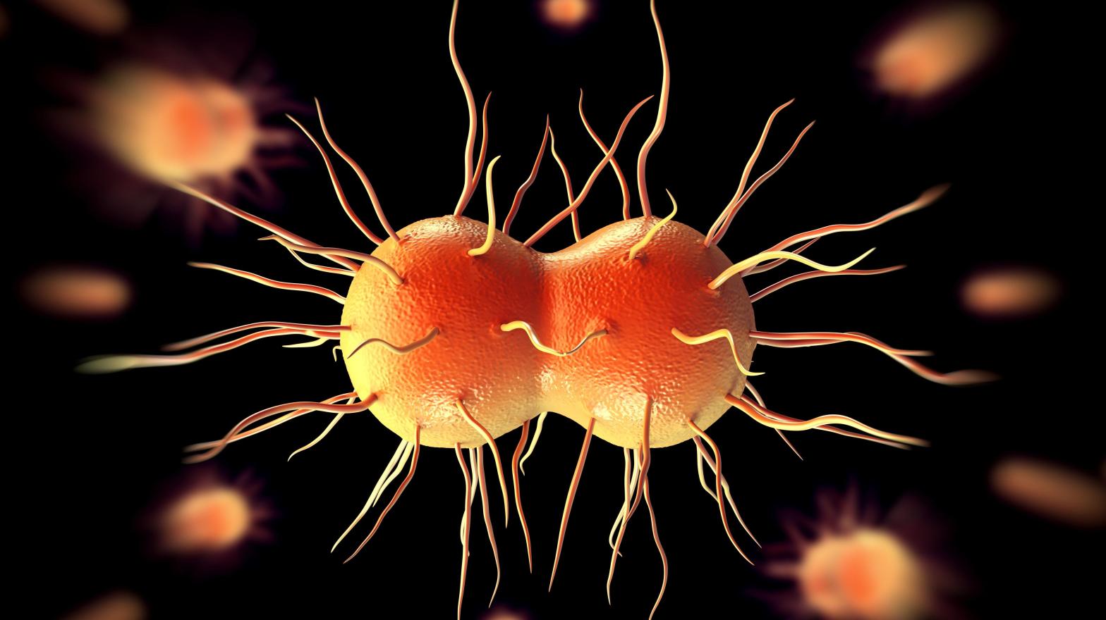 An illustration of Neisseria gonorrhoeae bacteria. (Illustration: Shutterstock, Shutterstock)