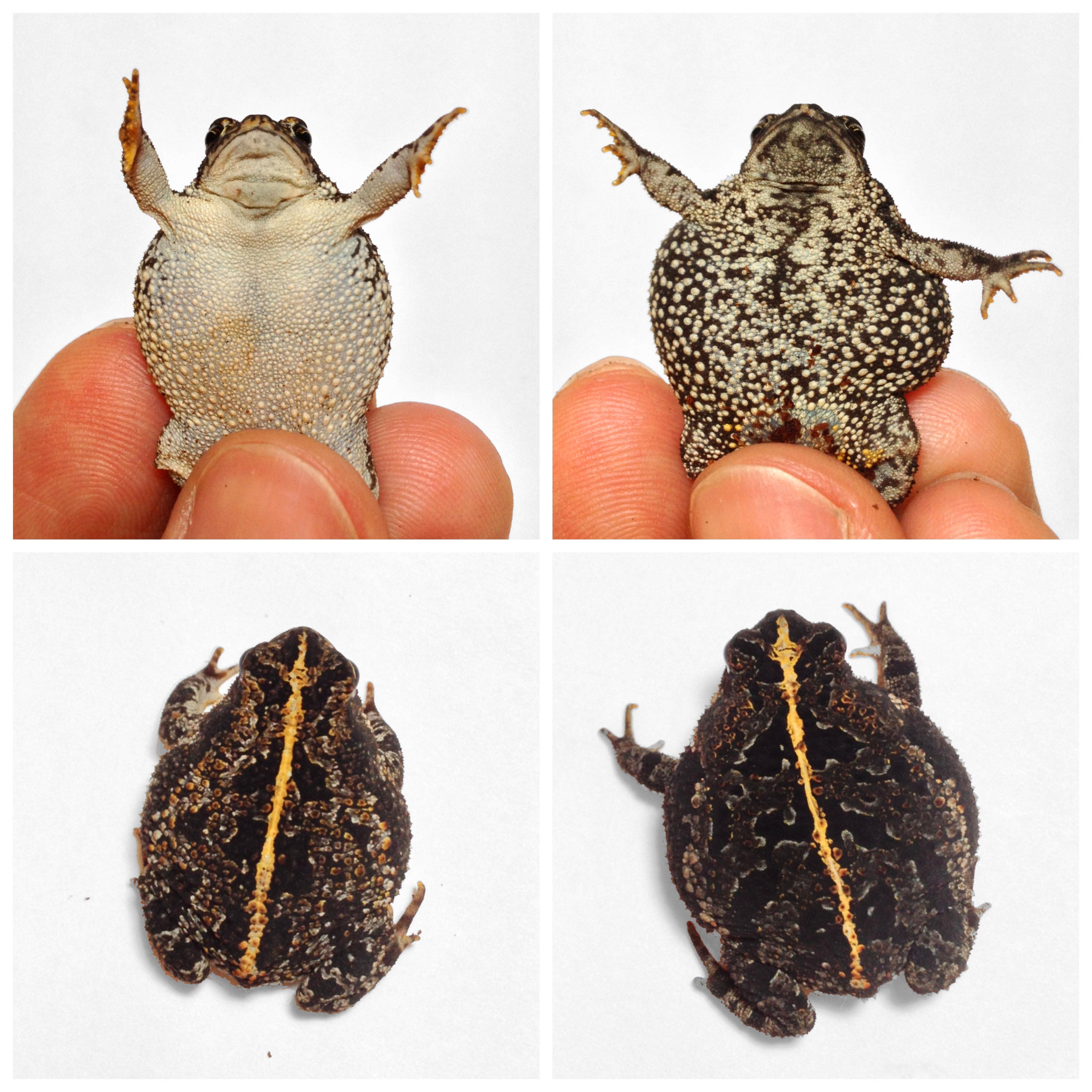 Cane Toad Controversy: Is ‘Toadzilla’ a Record-Breaker?