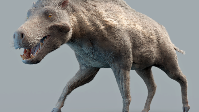 Huge-Jawed ‘Terminator Pigs’ Unfairly Painted as Predators, Researchers Say