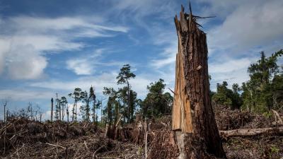 Logged Forests May Be Carbon Emitters for Years
