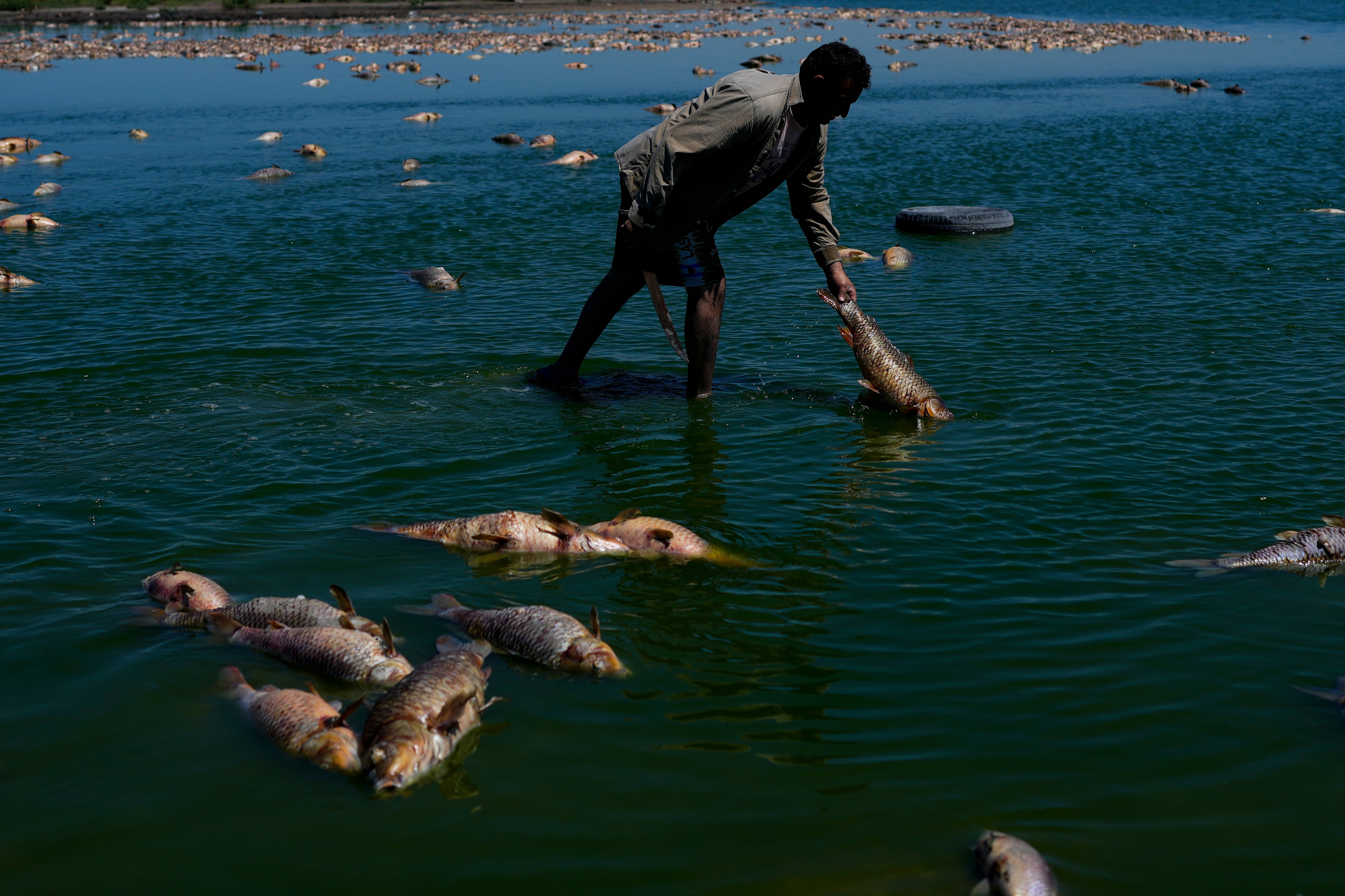 A man looks for live fish along the Salado River on January 22, 2023.  (Photo: Natacha Pisarenko, AP)